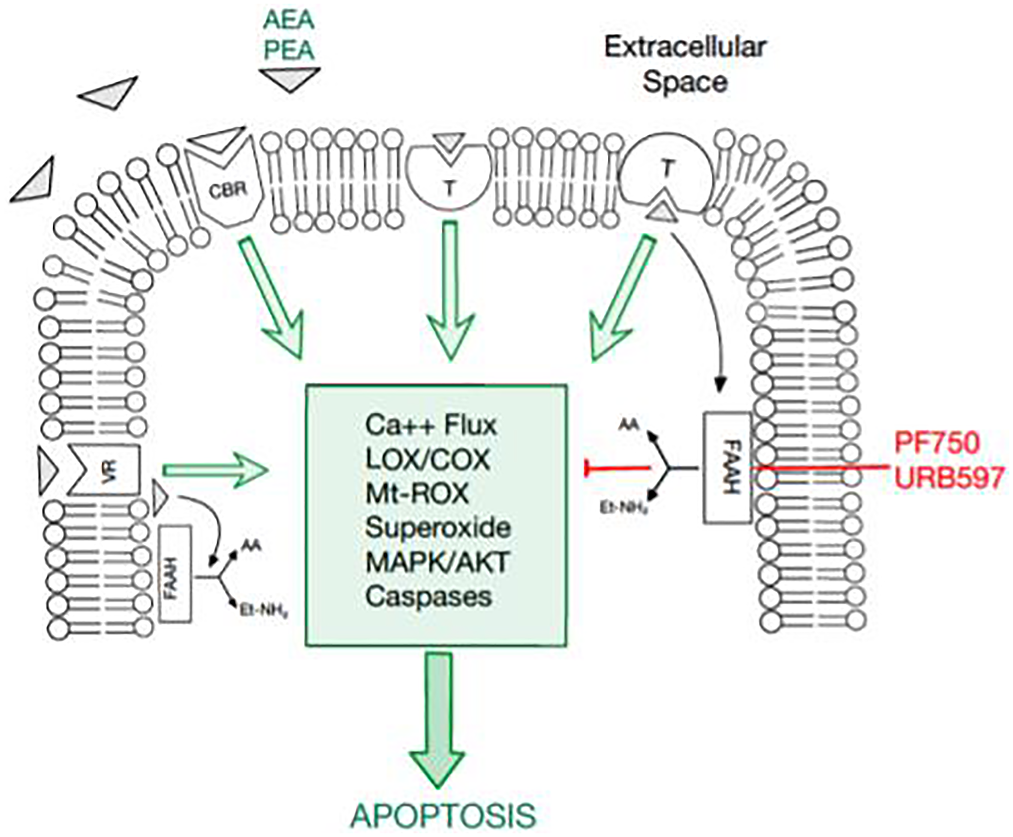 An overview of the endocannabinoid pathway and molecules tested in this study