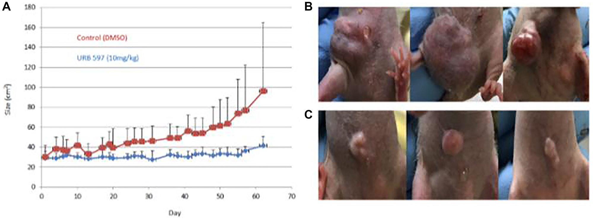In vivo treatment of breast cancer using FAAH inhibitors