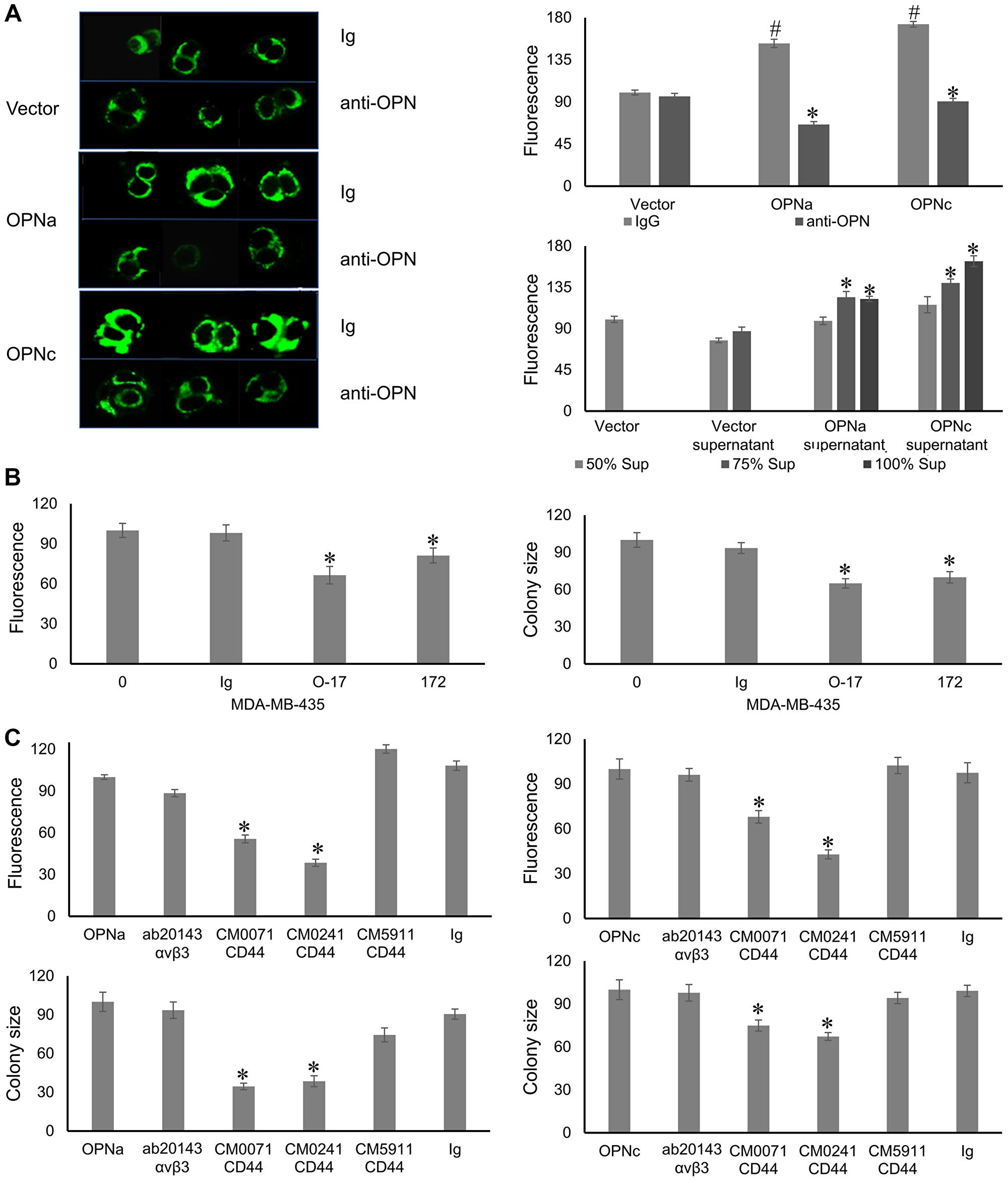 Autocrine OPN effectuates mitochondrial biogenesis via its receptor CD44v