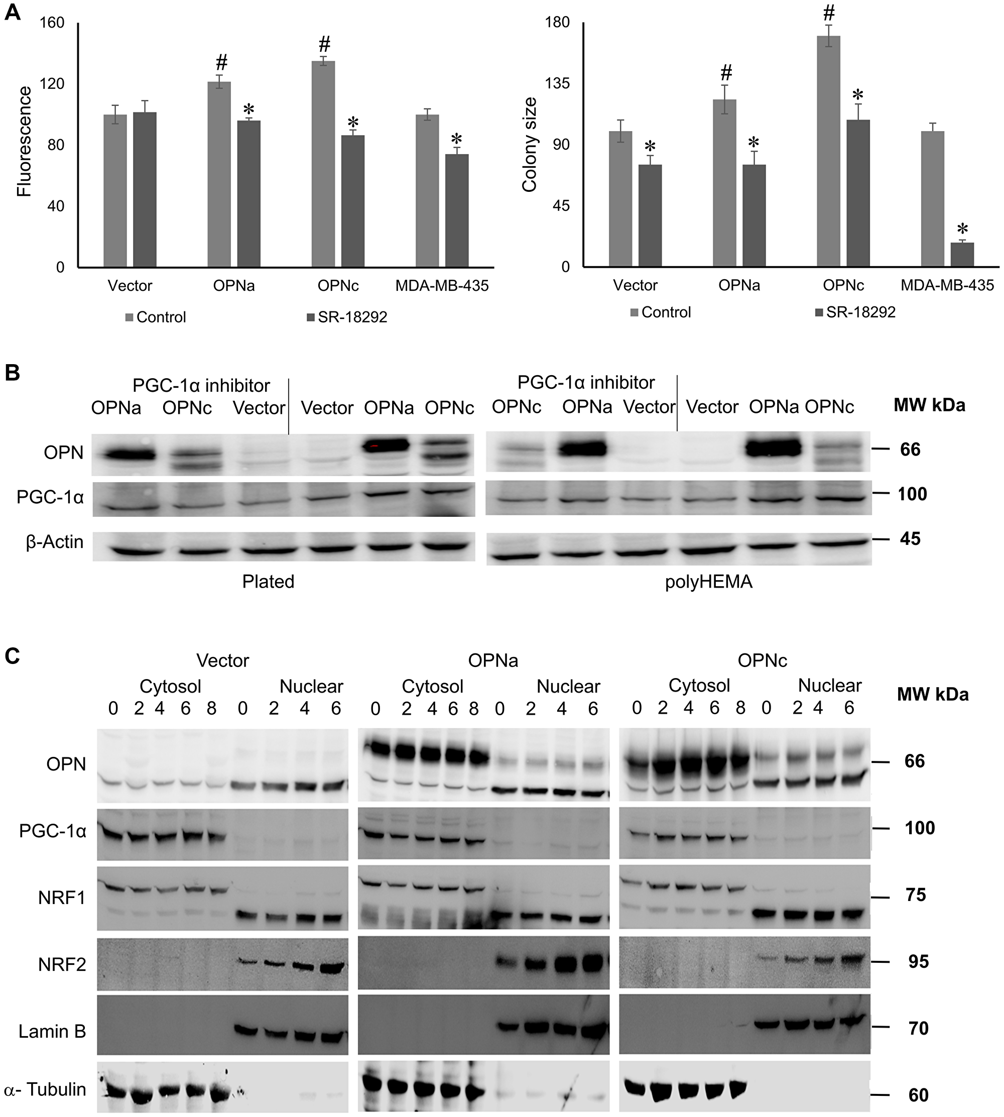 PGC-1α signaling is an essential mediator of the OPN effect on mitochondria