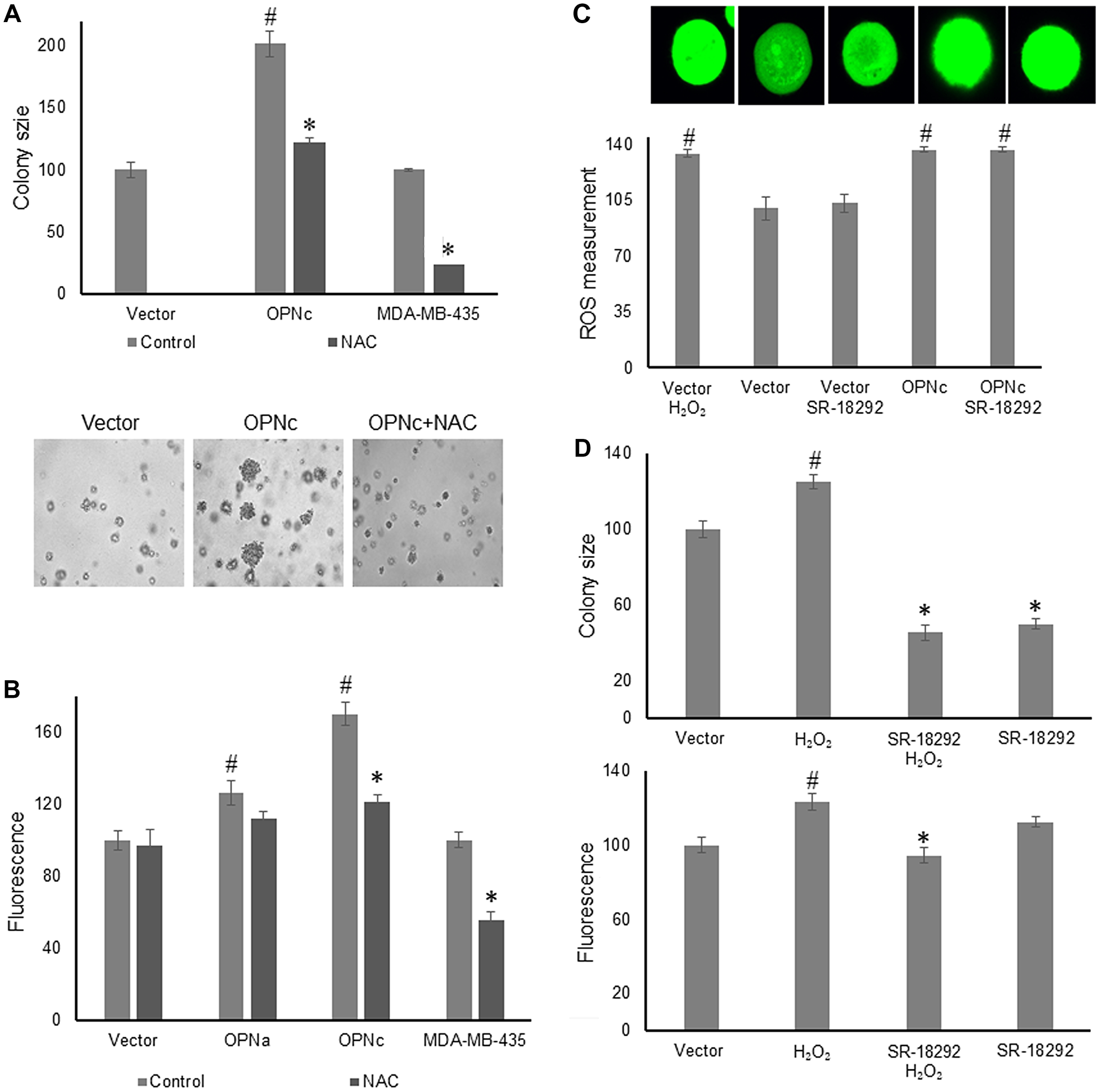 Peroxide is an essential intermediary of the osteopontin effect