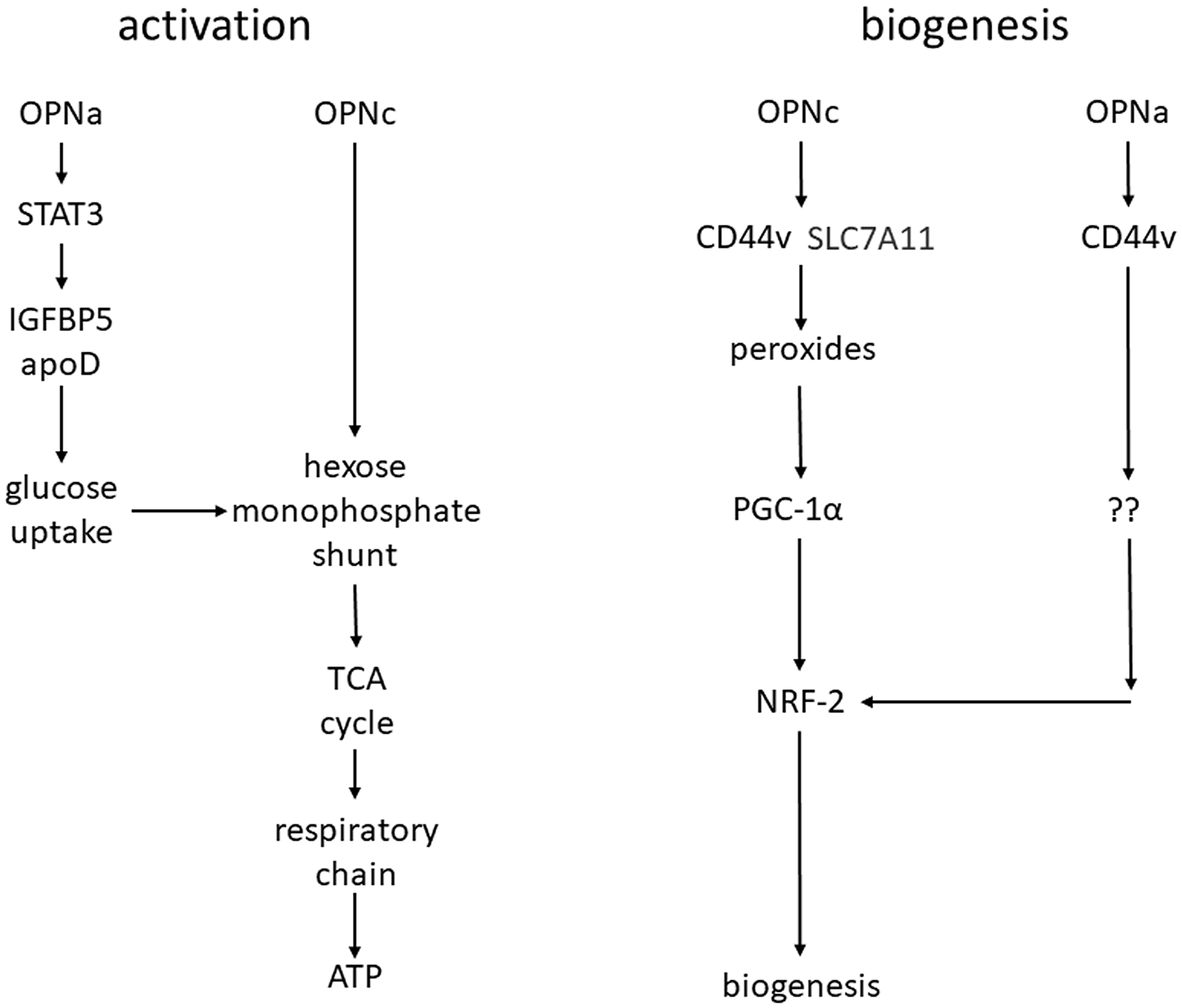 Model for mitochondrial activation and biogenesis