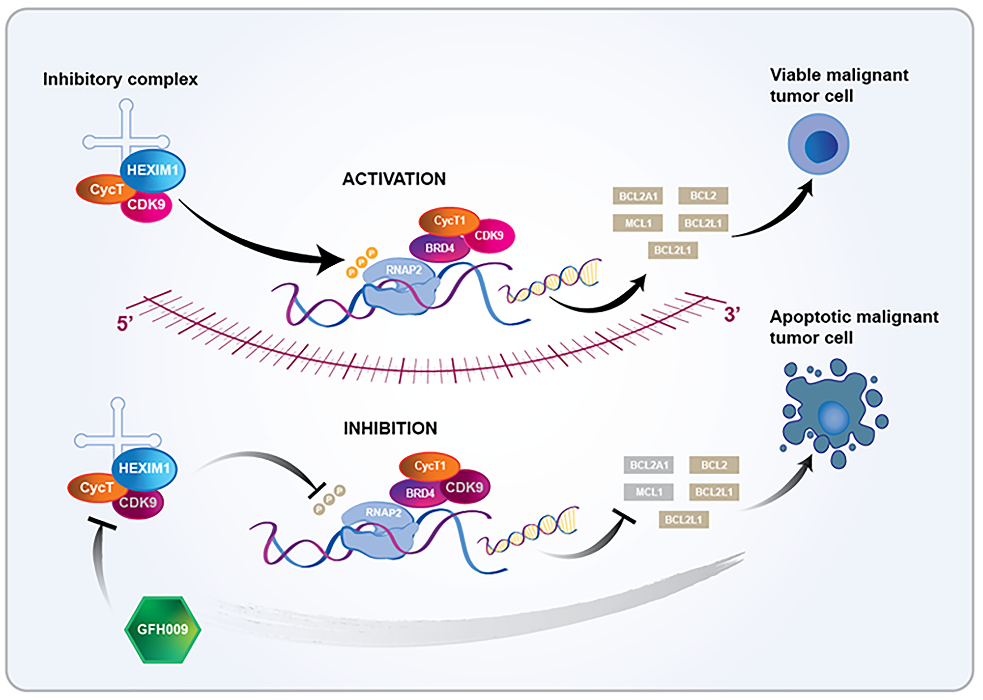 Proposed mechanism of action of the CDK9 inhibitor GFH009 [3, 6, 8]