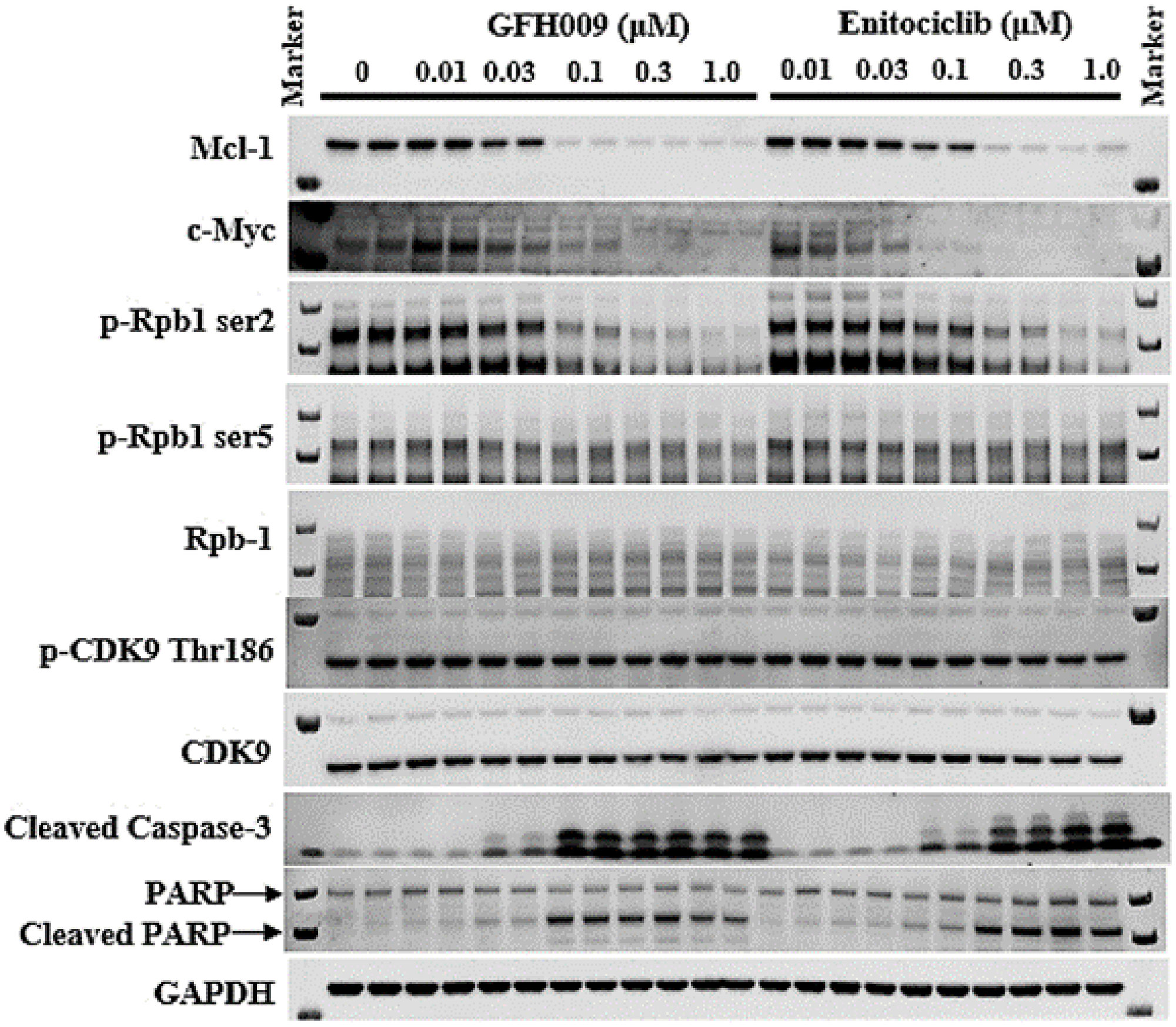 Effect of GFH009 on CDK9-dependent gene expression in cells