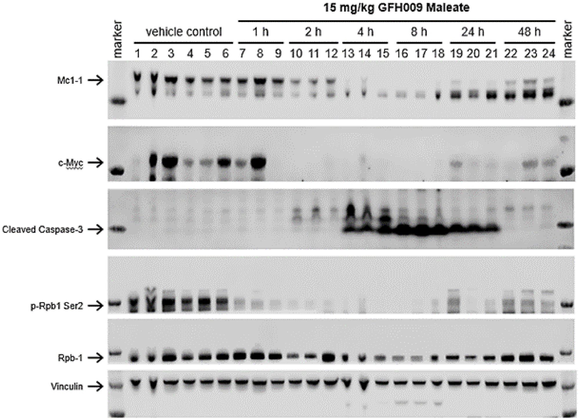 Effect of GFH009 treatment on CDK9-dependent protein expression in vivo