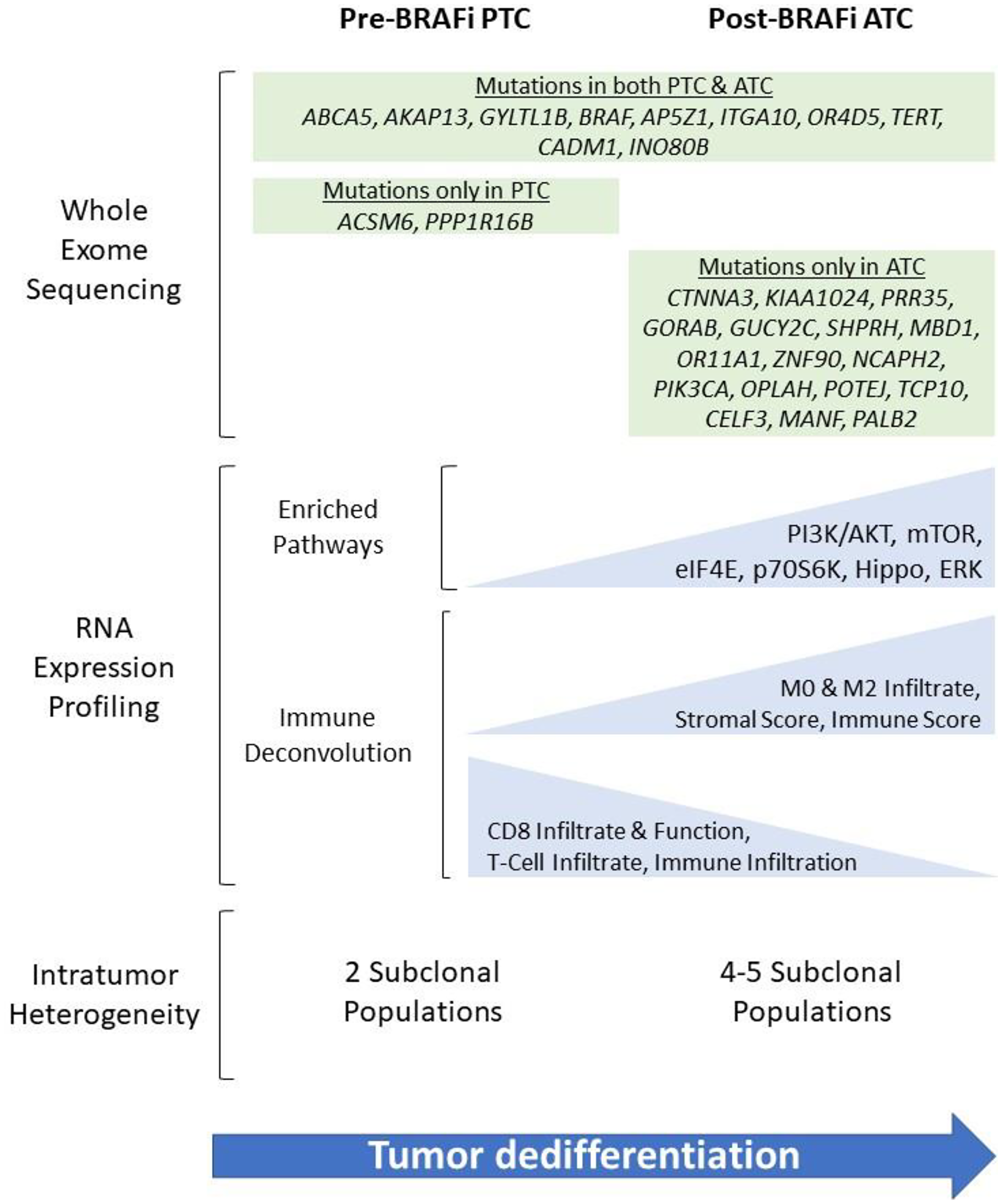 Summary of findings from whole exome sequencing (WES) and RNA expression profiling of tumor samples pre- and post-treatment with vemurafenib and anaplastic transformation in a 55-year-old female initially diagnosed with PTC and subsequently developed biopsy-proven ATC after targeted therapy