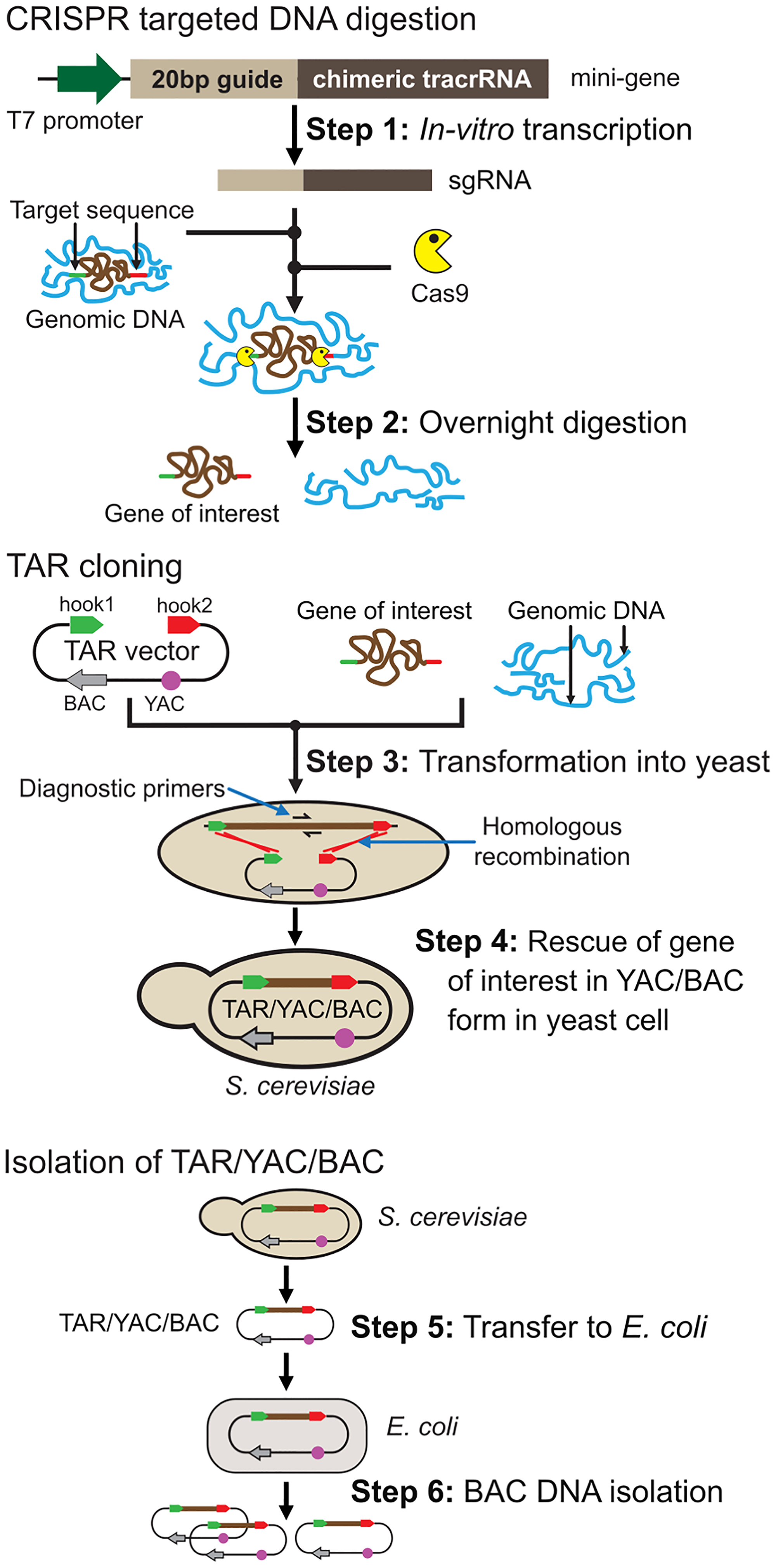 The experimental consecutive steps of TAR isolation of a gene/region of choice from the total genome