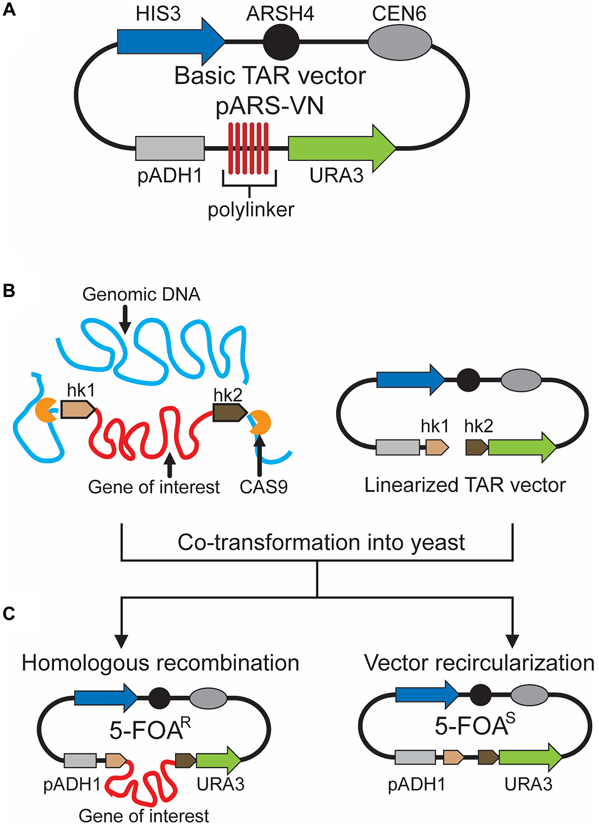 TAR cloning of genomic regions lacking ARS sequences from microbial and viral genomes