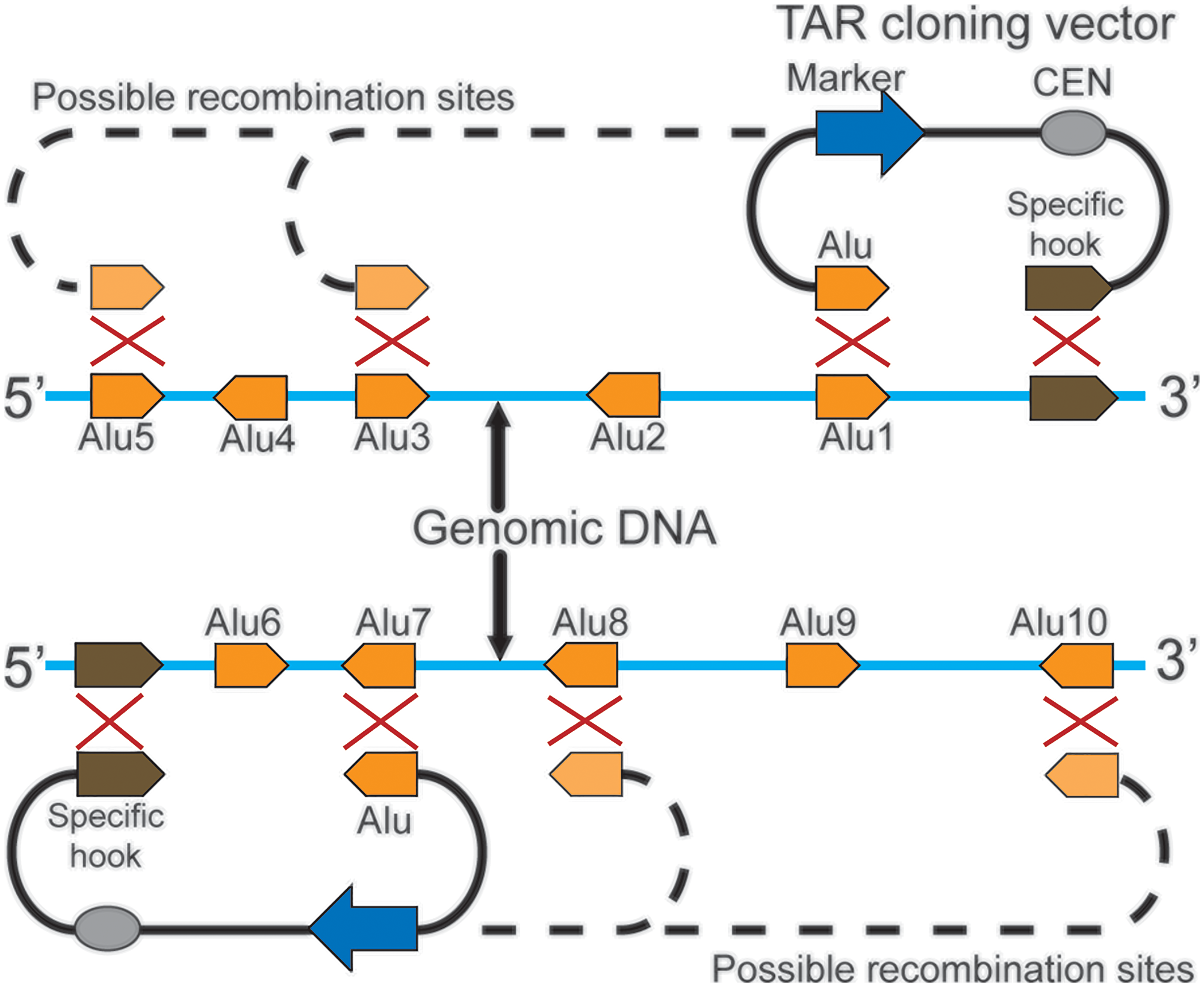 Isolation of a genomic region of choice by radial TAR cloning