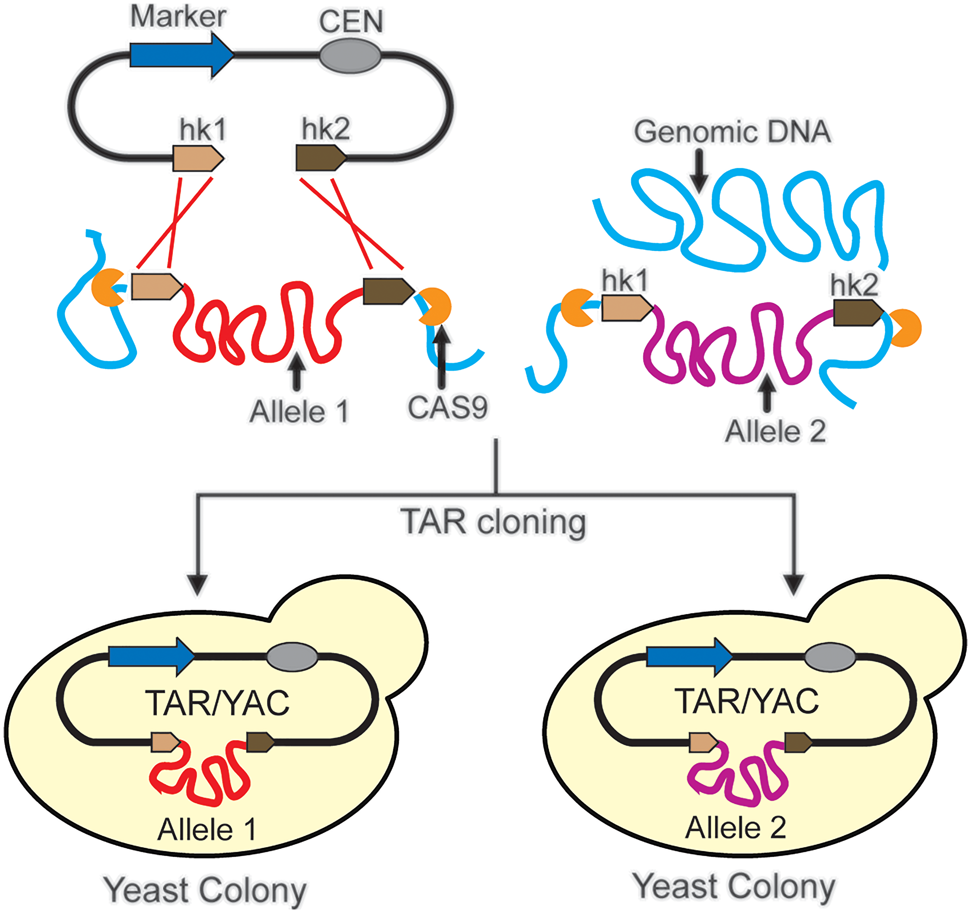 Separation of the alleles of the gene by TAR cloning