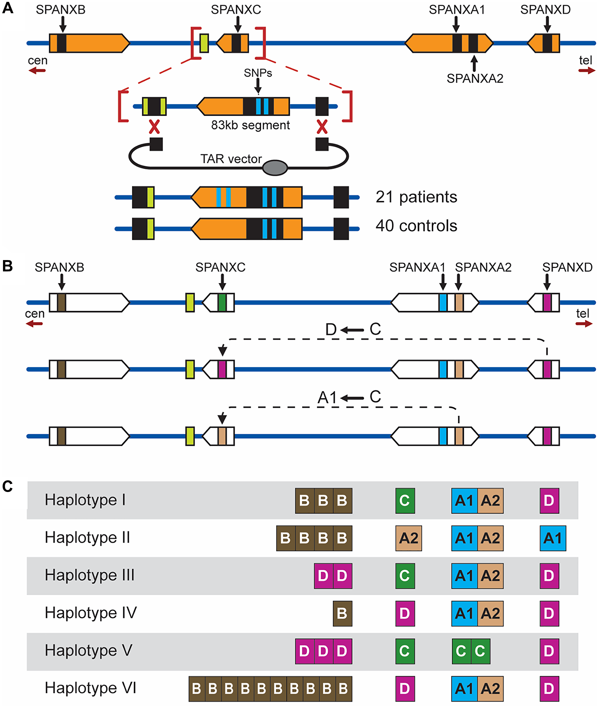 Long-range haplotyping of the Xq27 region in prostate cancer patients and healthy individuals
