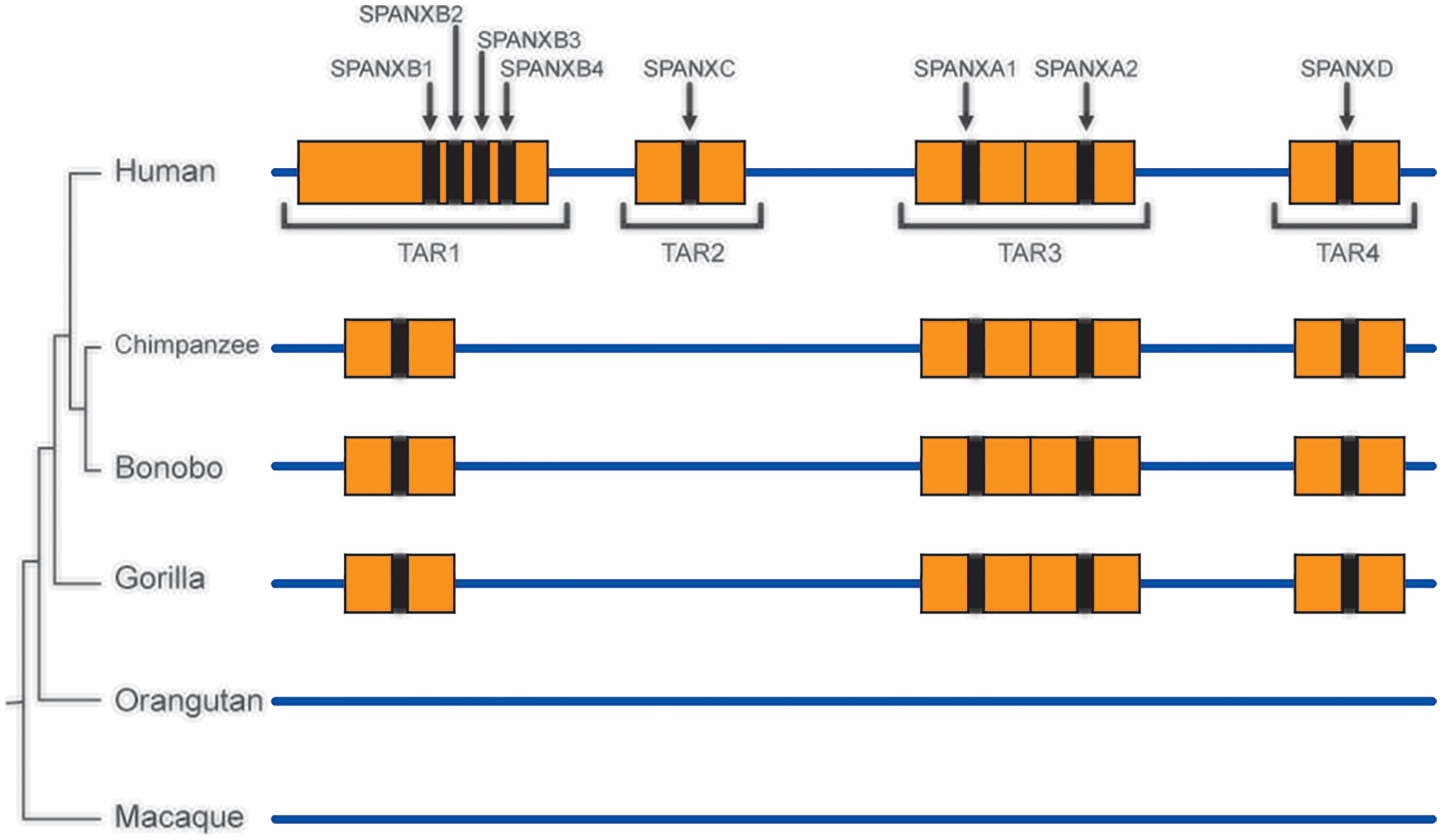 TAR cloning of the SPANX-A/D genes and their organization in primates