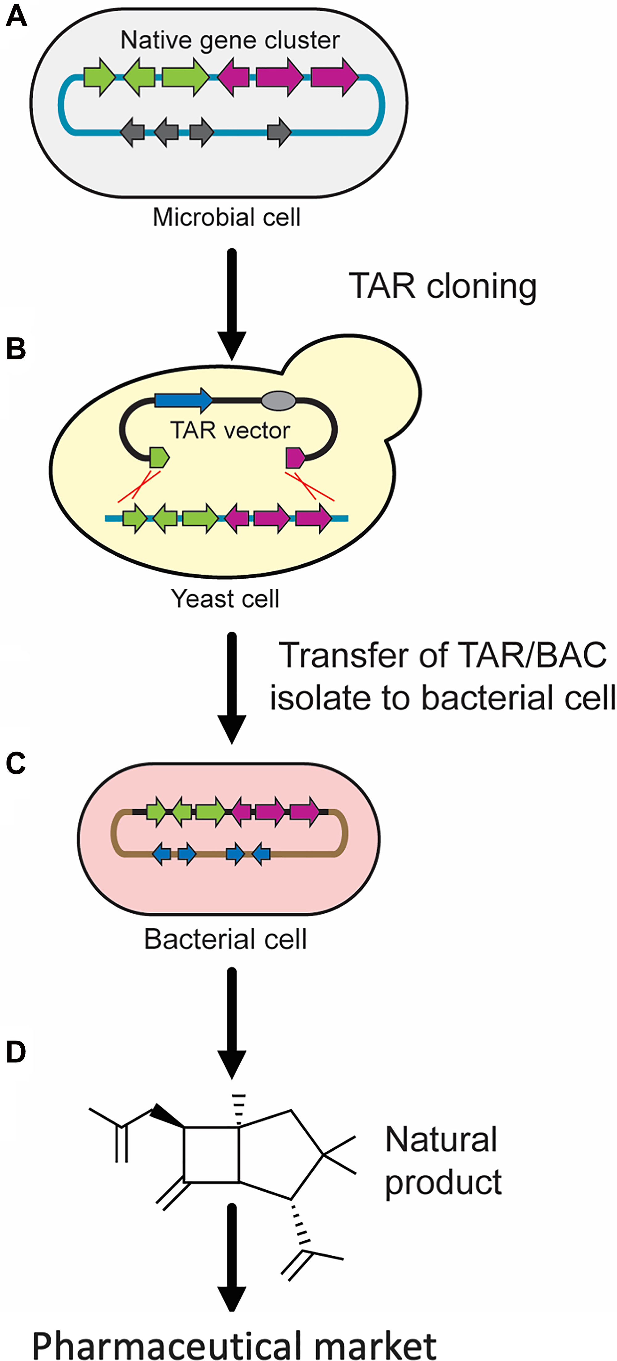 TAR cloning of natural product biosynthetic gene clusters (BGCs) from microbial genomes