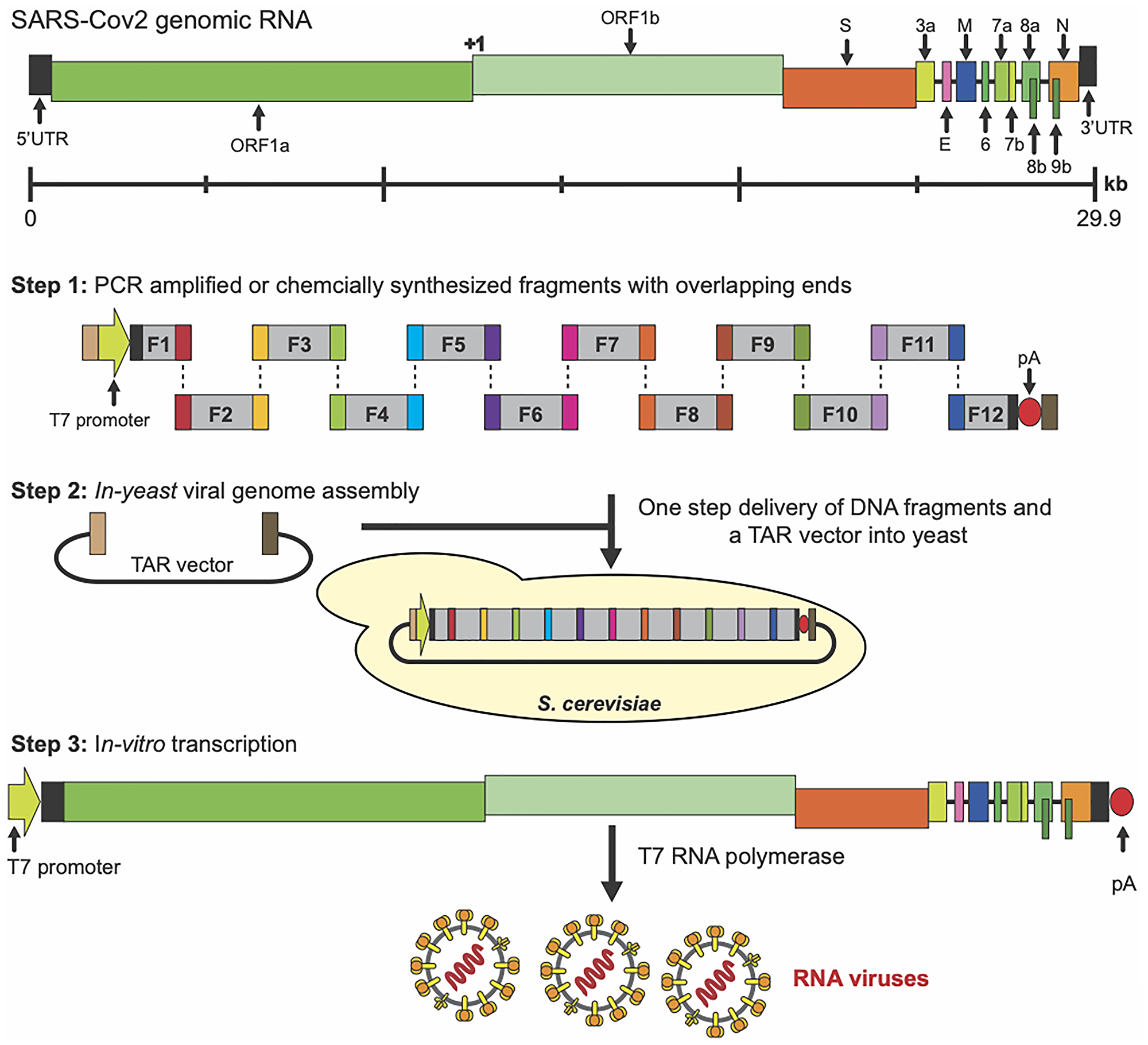 One-step SARS-COv2 genome assembly in yeast S. cerevisiae using transformation-associated recombination (TAR) in yeast [120]