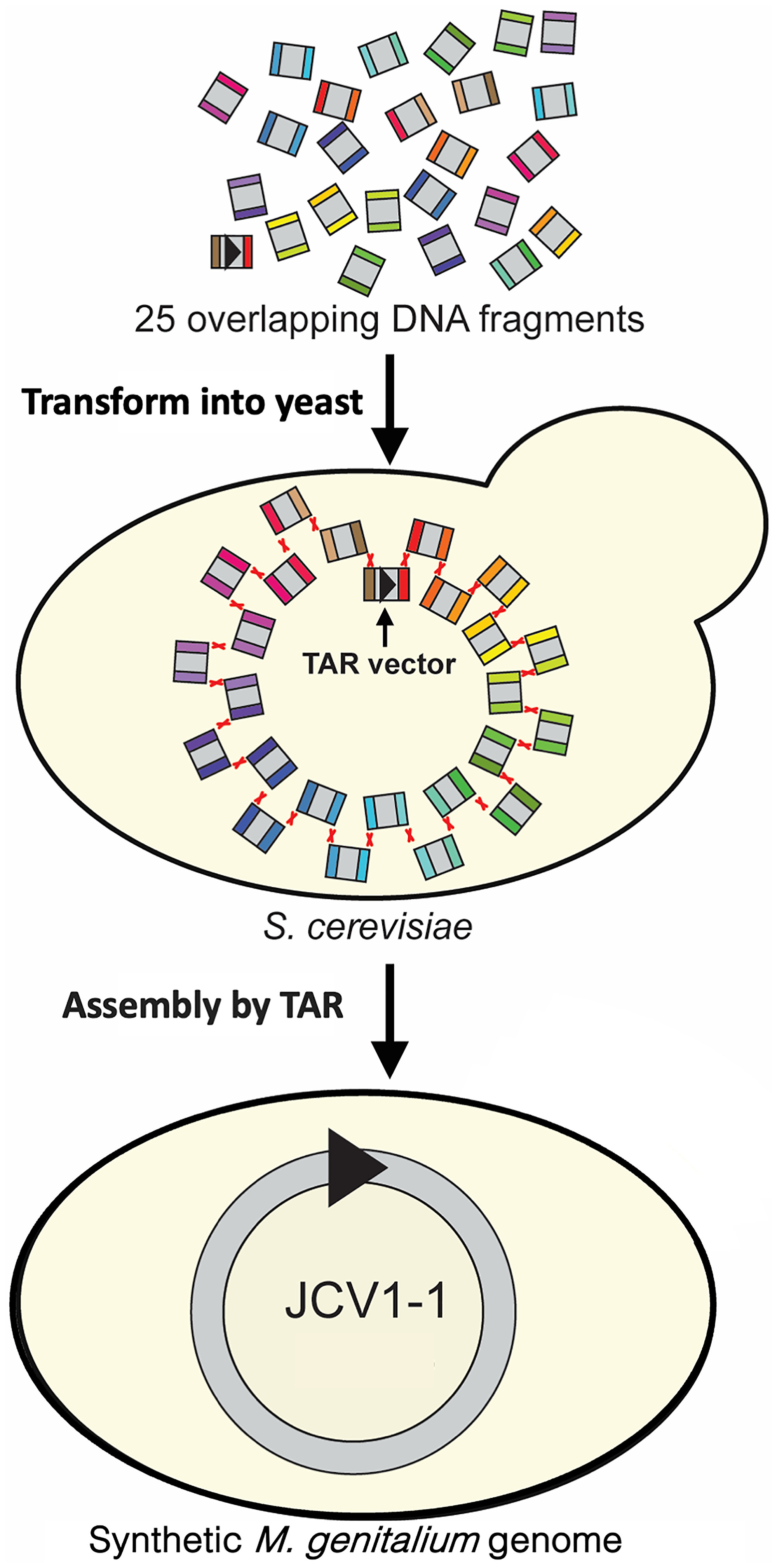 Assembly of a synthetic Mycoplasma genitalium genome from 25 overlapping DNA fragments in the Saccharomyces cerevisiae yeast cell [129]
