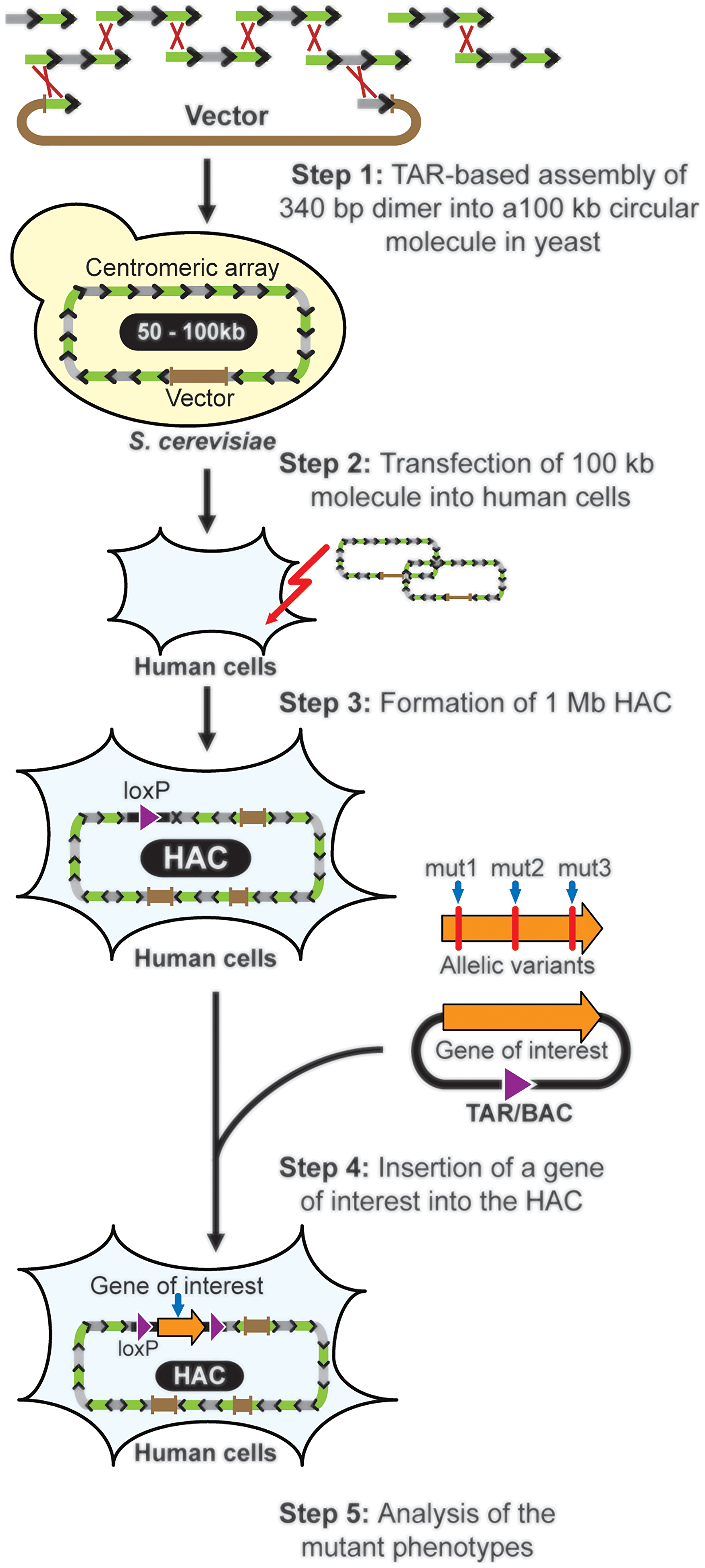 HAC-based gene delivery vector formation