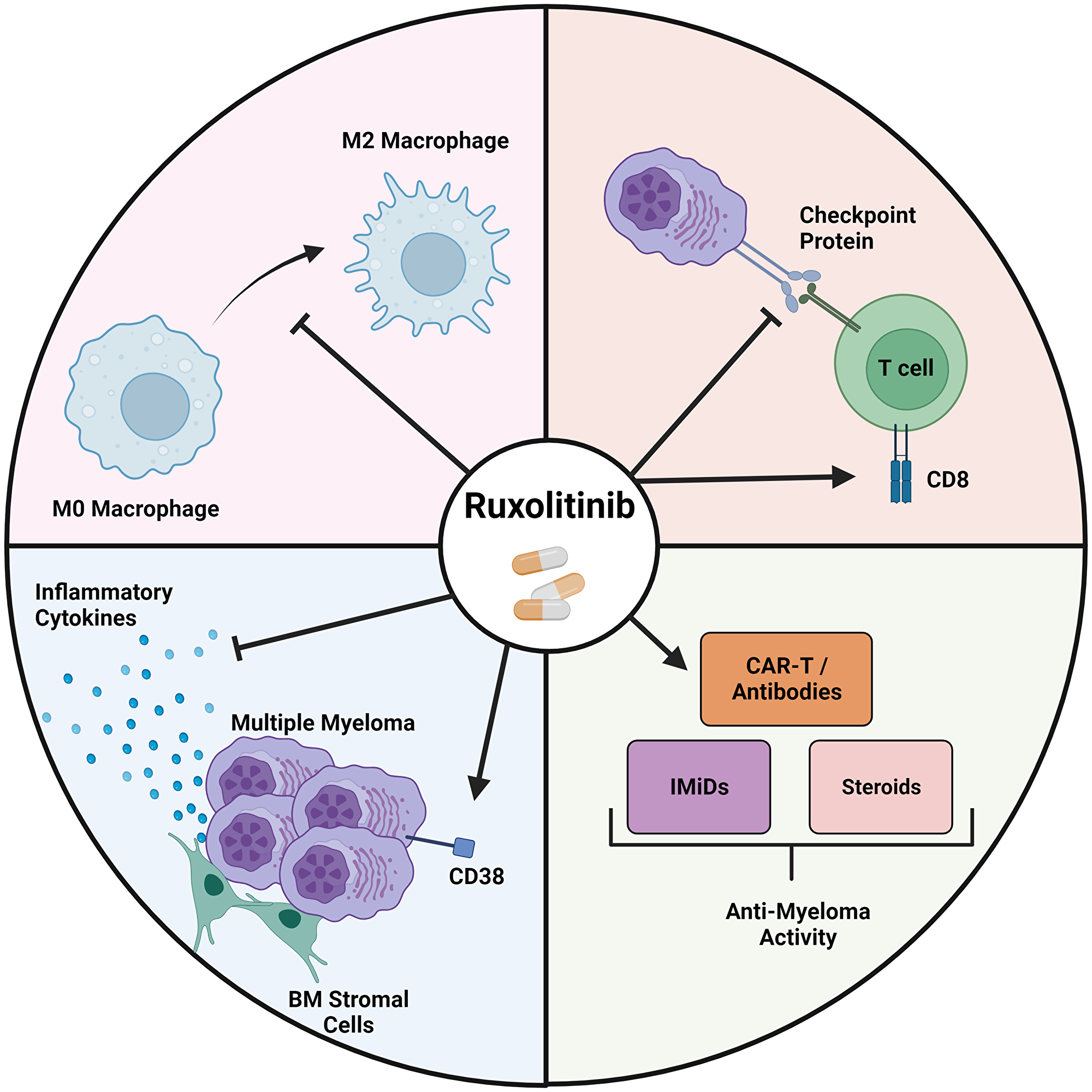 Ruxolitinib exerts its anti-myeloma effects through several mechanisms