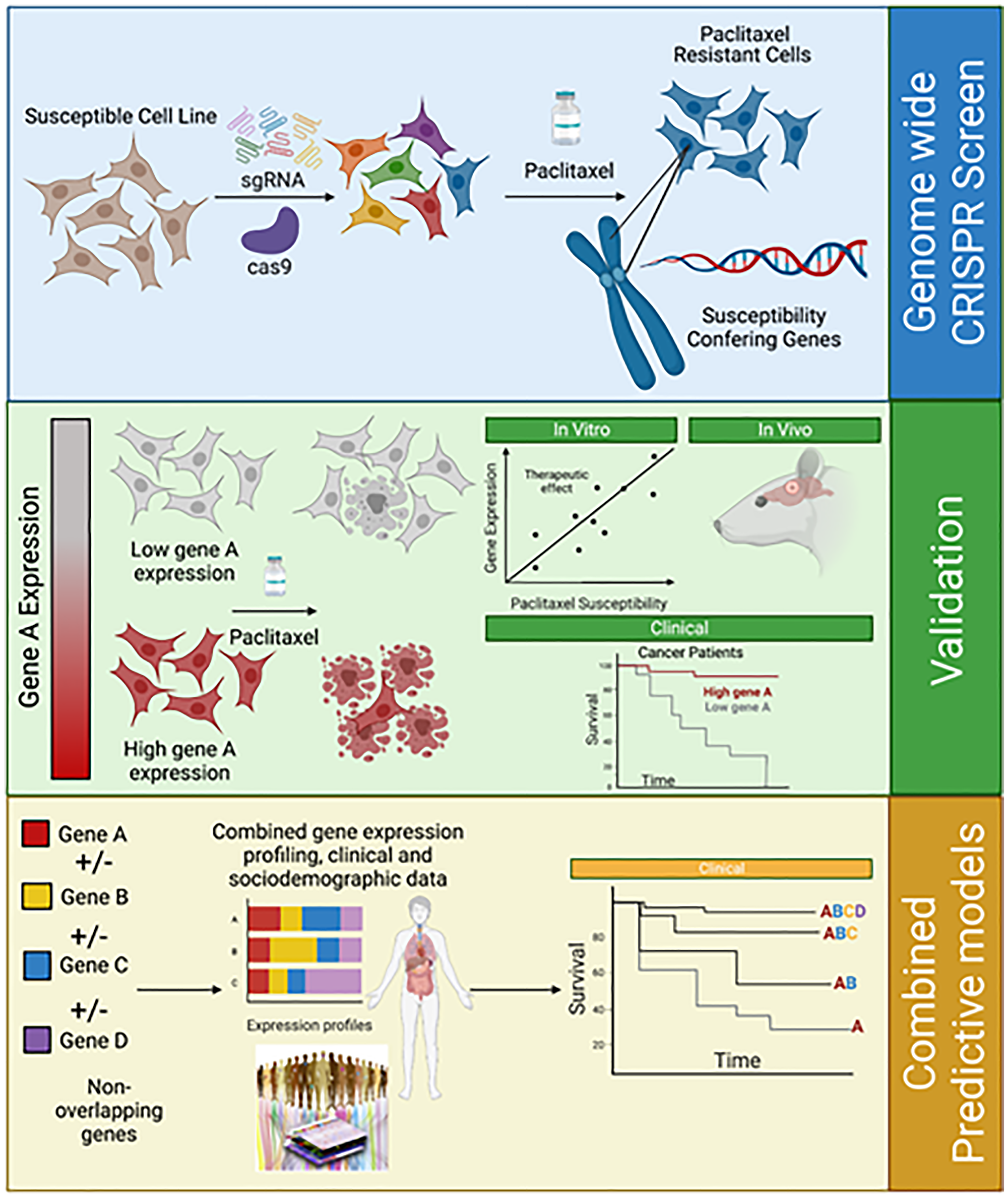 From genome-wide CRISPR screen to the creation of combined predicting models