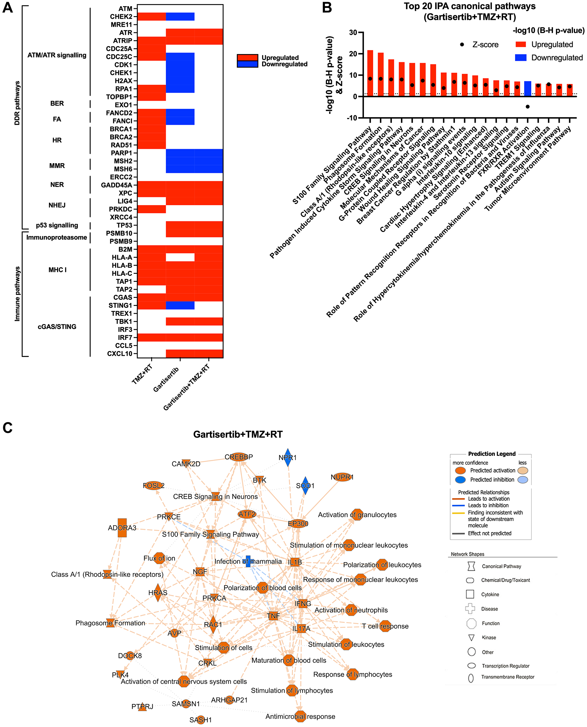 Upregulated genes and pathways enriched in glioblastoma cell lines treated with gartisertib combined with TMZ+RT