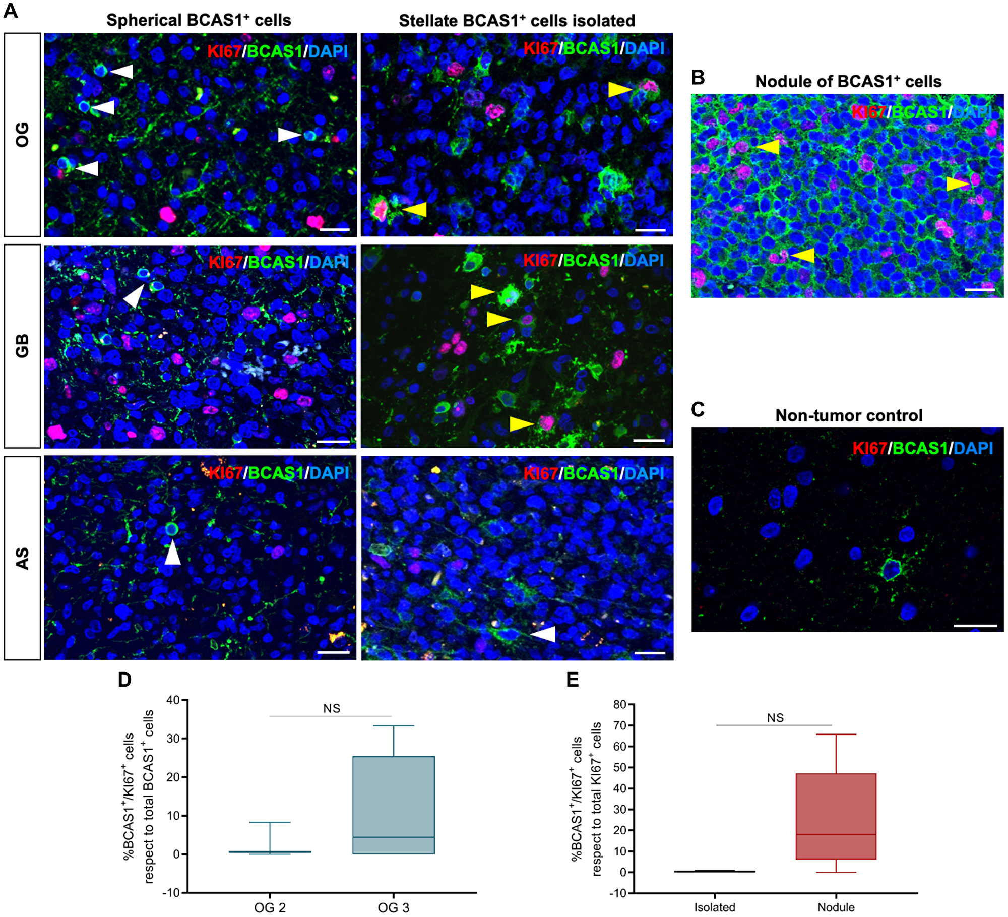 Stellate BCAS1+ cells possess proliferate capacity