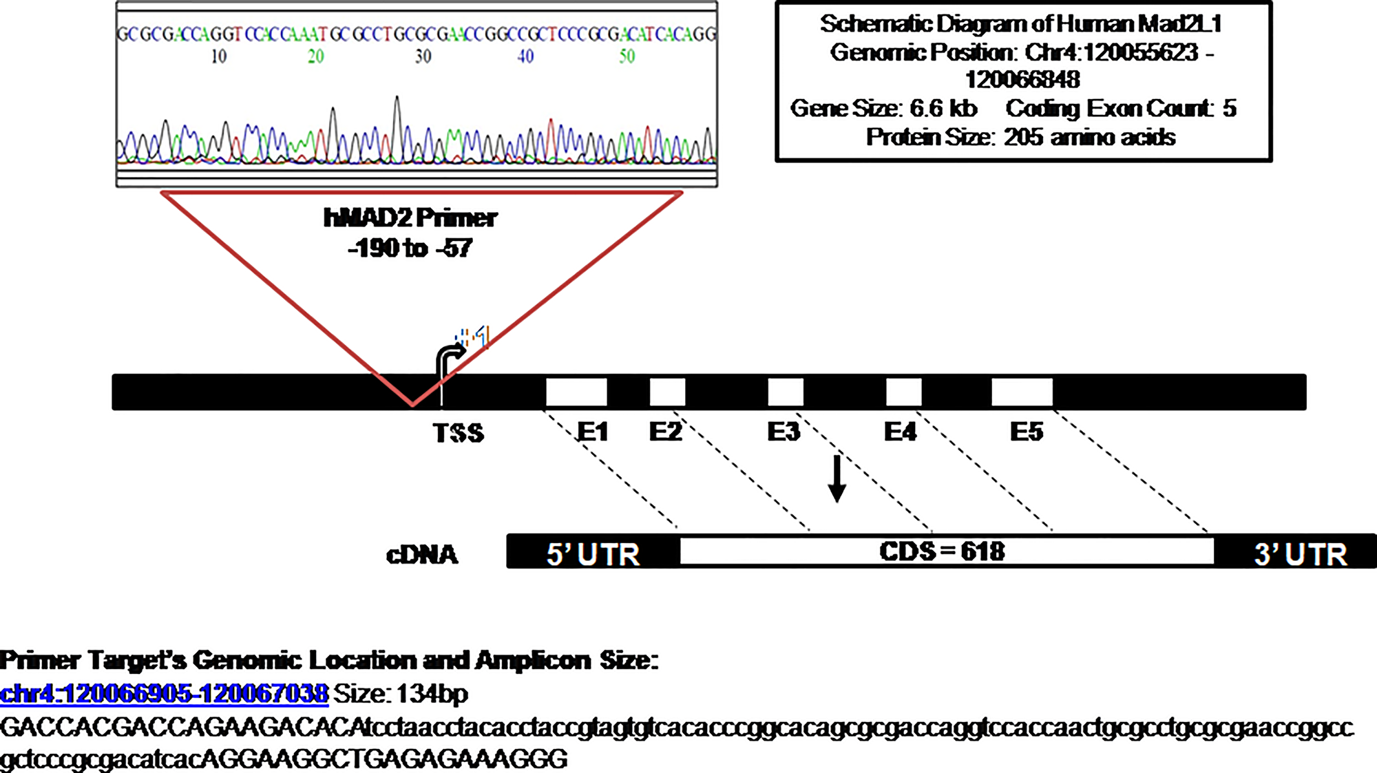 Sequencing of qRT-PCR products: schematic diagram depicting the position of the qRT-PCR product that was sequenced and matched in the promoter region (−57 to −190) amplified by the primer set of the human Mad2 gene