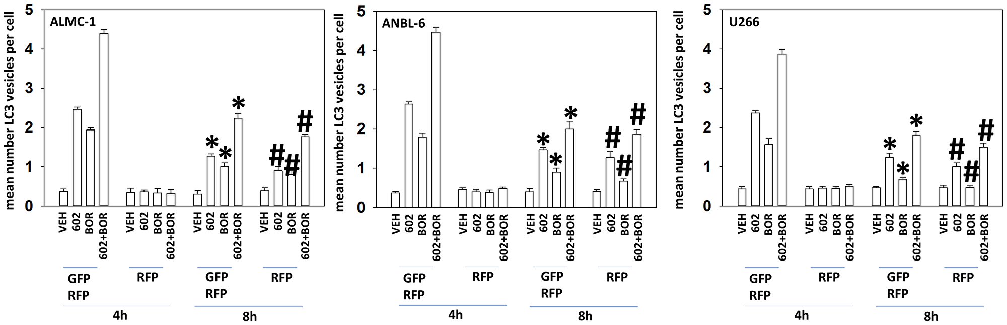 GZ17-6.02 and bortezomib interact to cause autophagosome formation and autophagic flux