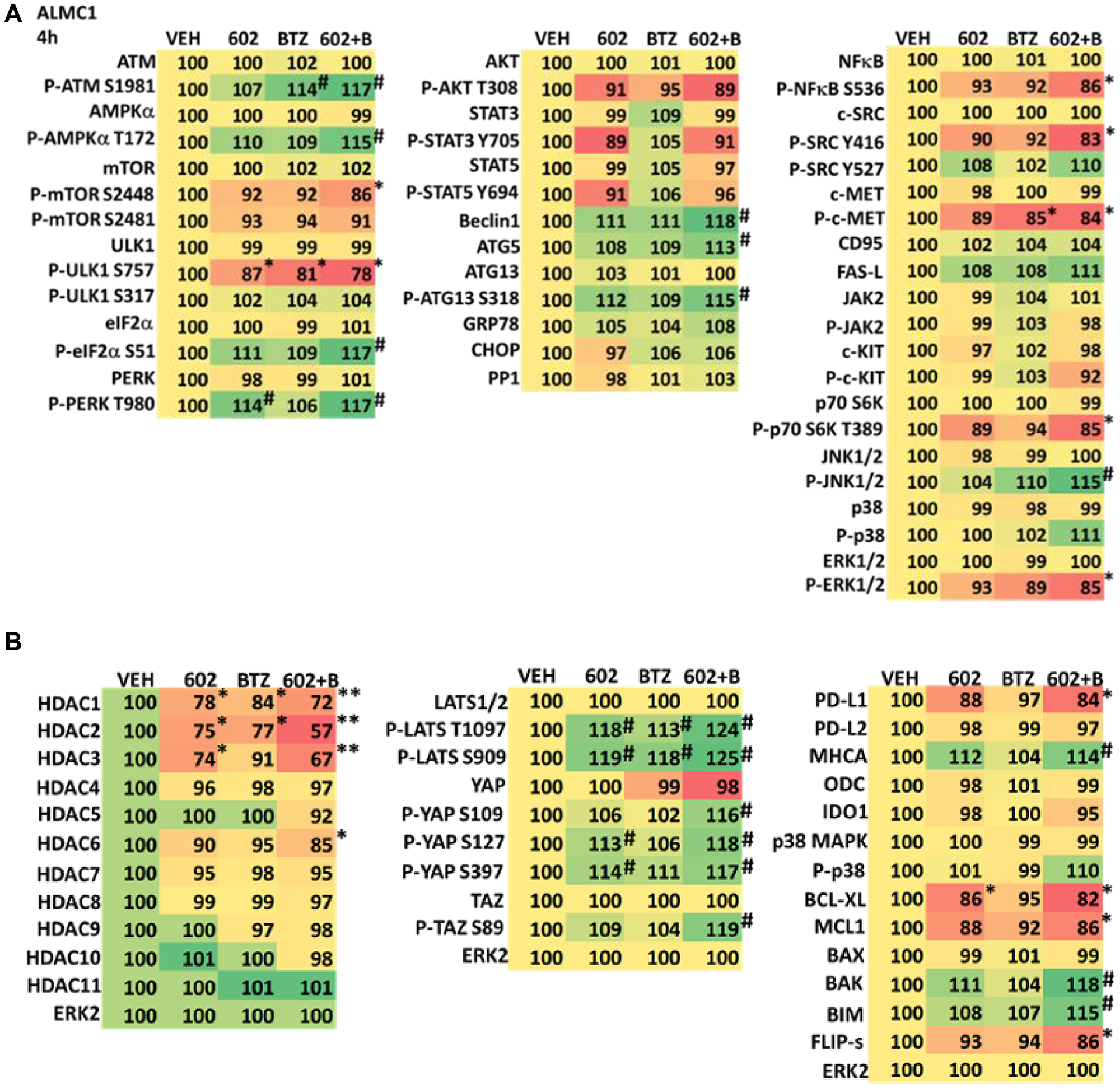 (A) GZ17-6.02 and bortezomib regulate signaling pathways in ALMC1 cells. Cells were treated with vehicle control, GZ17-6.02 (2 μM, curcumin final), bortezomib (10 nM) or the drugs in combination for 4 h. Cells were centrifuged and fixed in situ, permeabilized, stained with the indicated validated primary antibodies and imaged with secondary antibodies carrying red- and green-fluorescent tags. The staining intensity of at least 100 cells per well/condition is determined in three separate studies. The data are the normalized amount of fluorescence set at 100% comparing intensity values for vehicle control (n = 3 +/− SD). #p $!--ESC