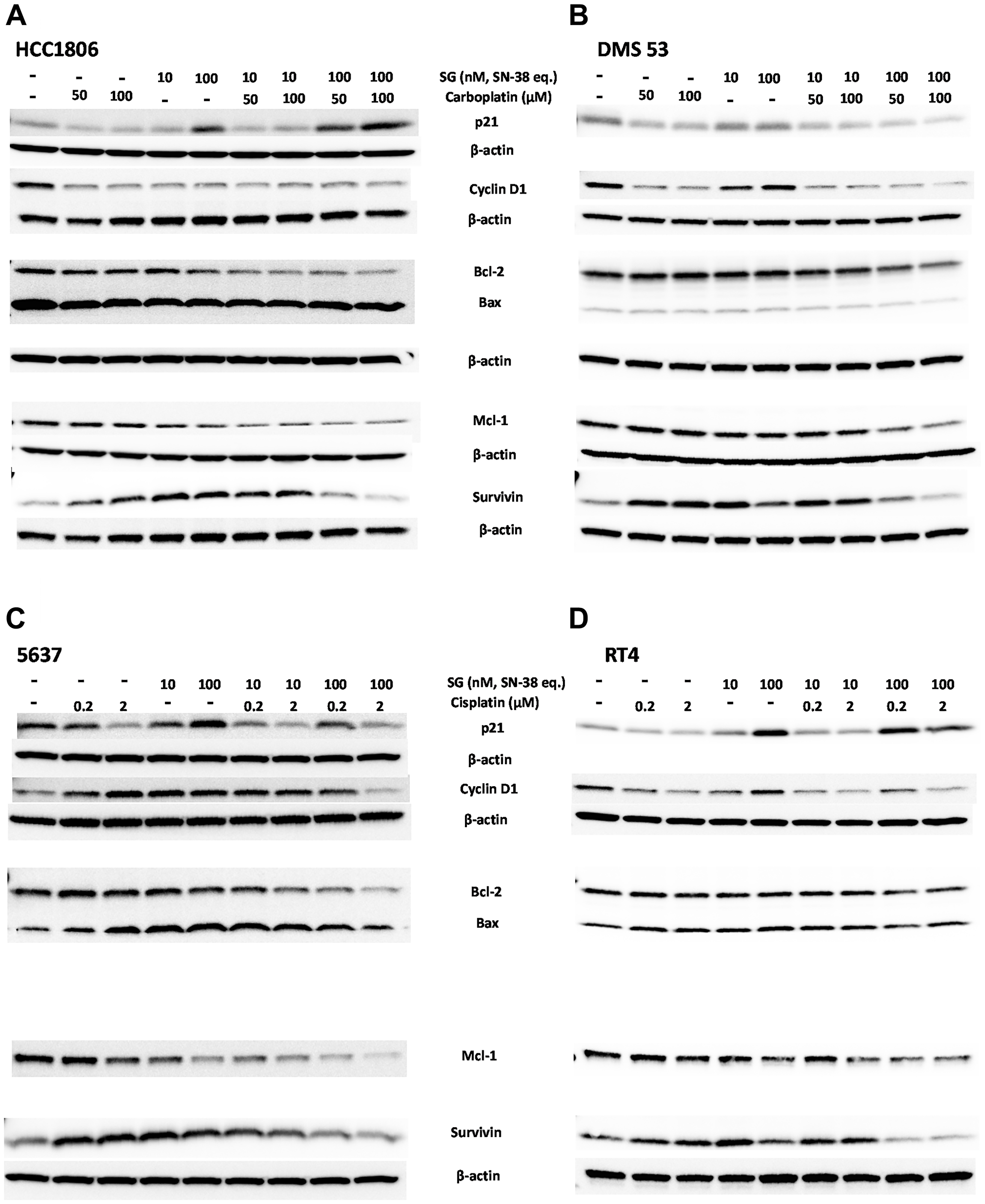 Immunoblot assessment of effects on cell-cycle, pro- and anti-apoptosis signaling events mediated by SG plus platinum-based chemotherapeutics in human TNBC, SCLC, and UBC tumor-lines
