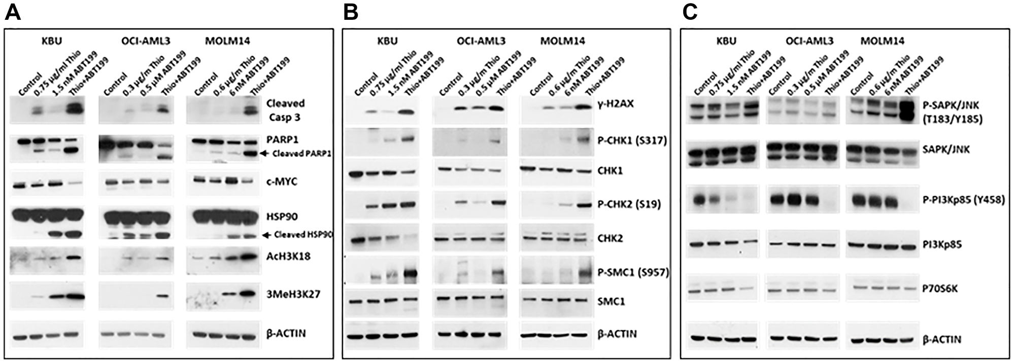 The combination of thiotepa (Thio) and ABT199/venetoclax (ABT199) activates (A) apoptosis, (B) DNA damage response, and (C) stress signaling pathways. Cells were exposed to drugs for 48 h and analyzed by Western blotting.