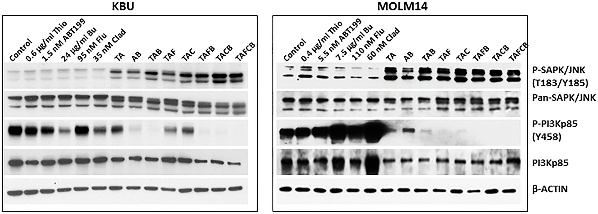 Effects of various drug combinations on the levels and modifications of proteins involved in key signal transduction pathways