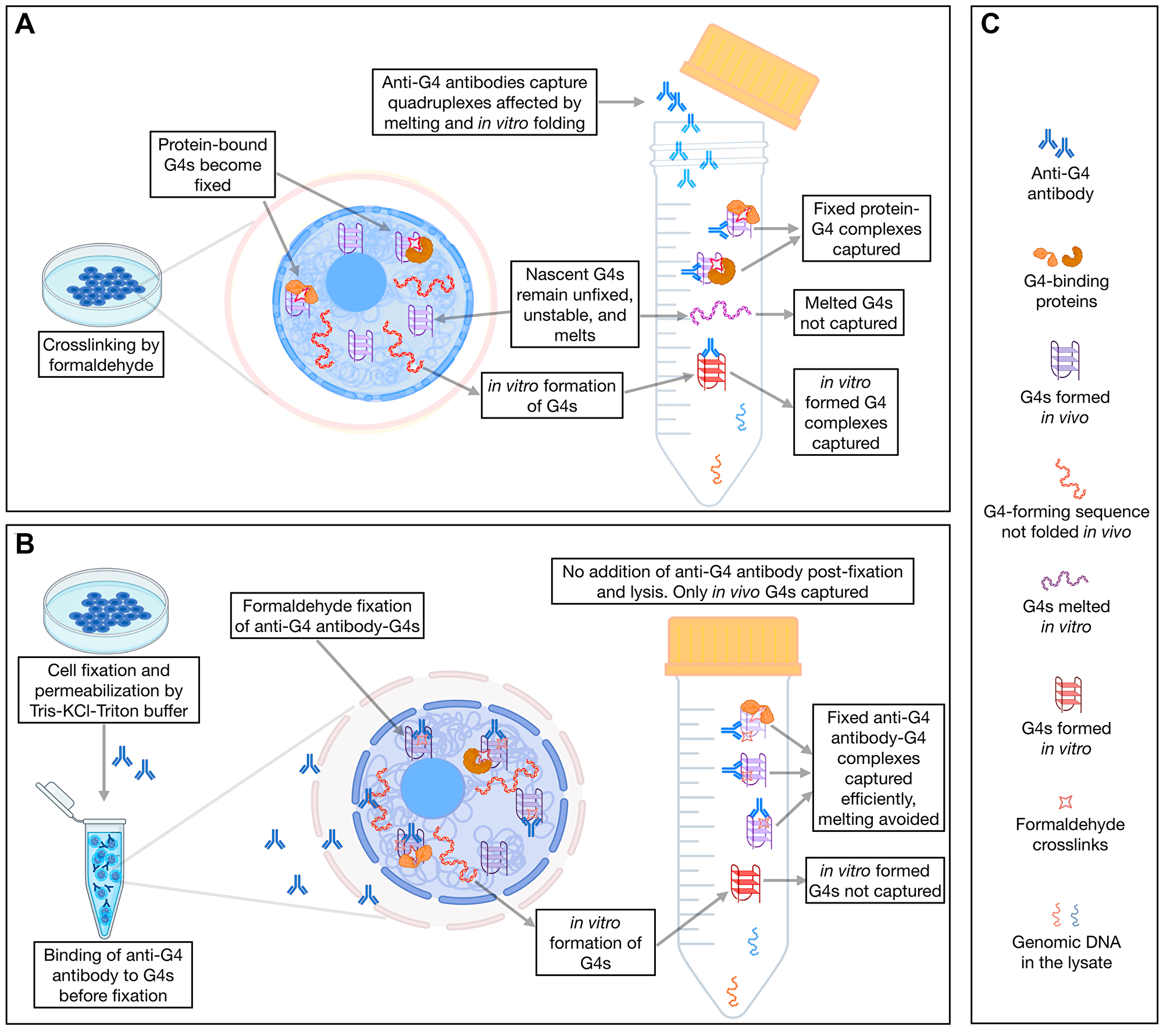 A comparative analysis of G4 landscape in cultured cells using AbC G4-ChIP