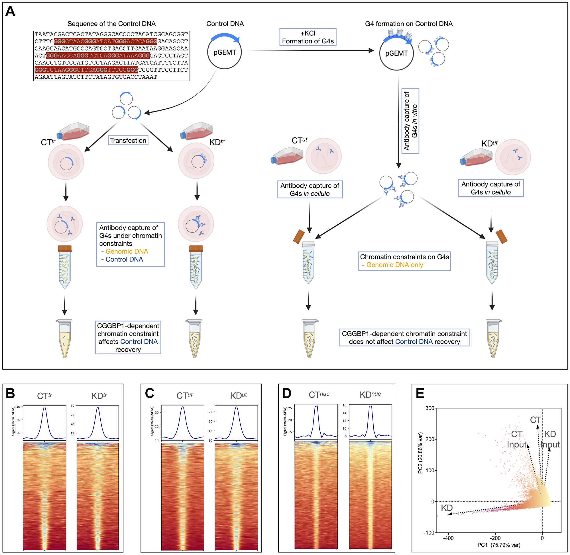 Validation of the AbC G4-ChIP protocol using a control DNA and its application to a CGGBP1 knockdown system