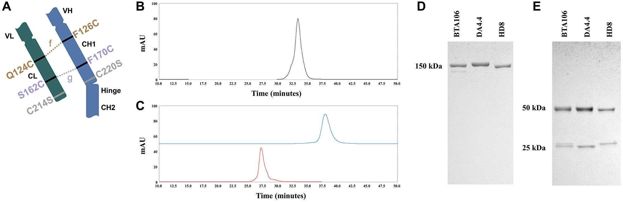 Production of the IgG1 bispecific antibodies using Cys1m technology