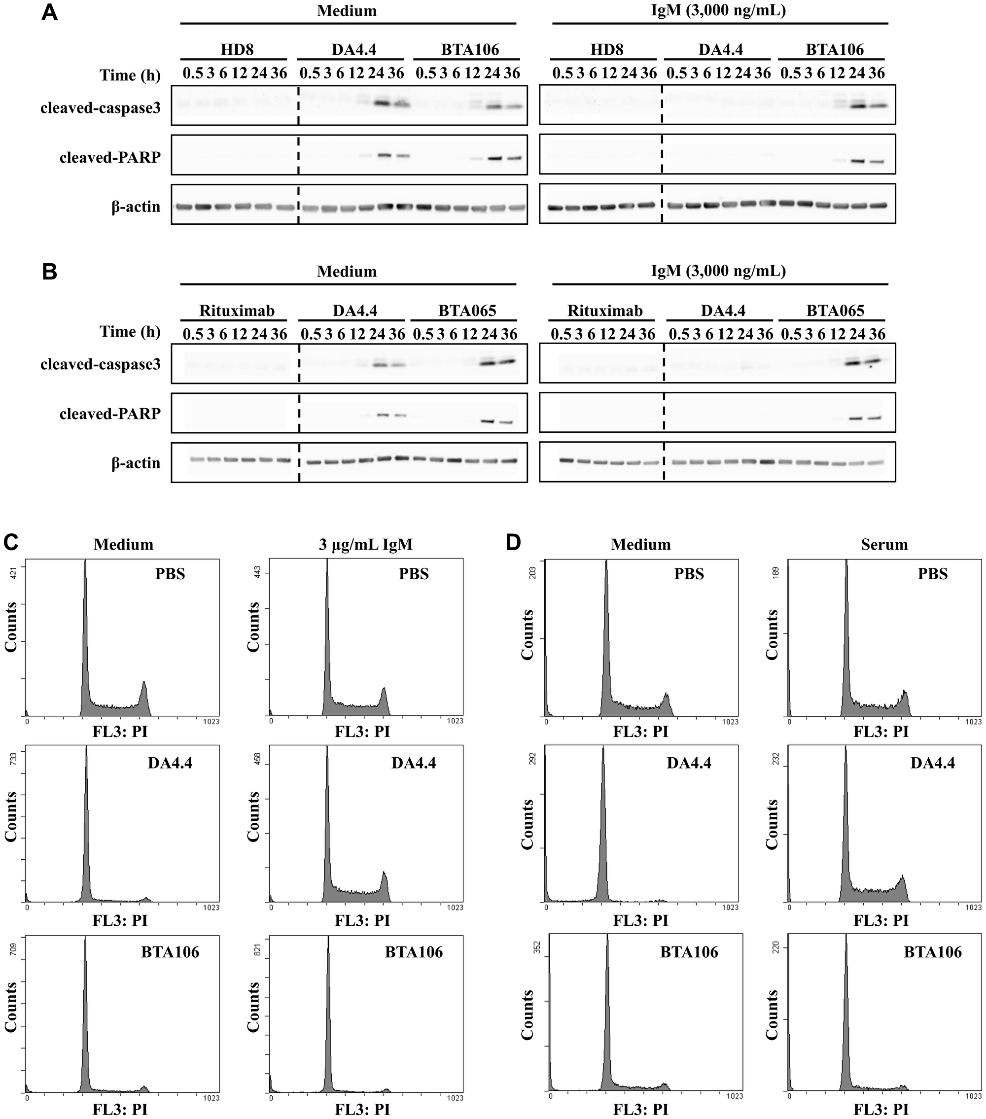 Analysis of apoptosis and cell-cycle profiles in the presence of soluble IgM