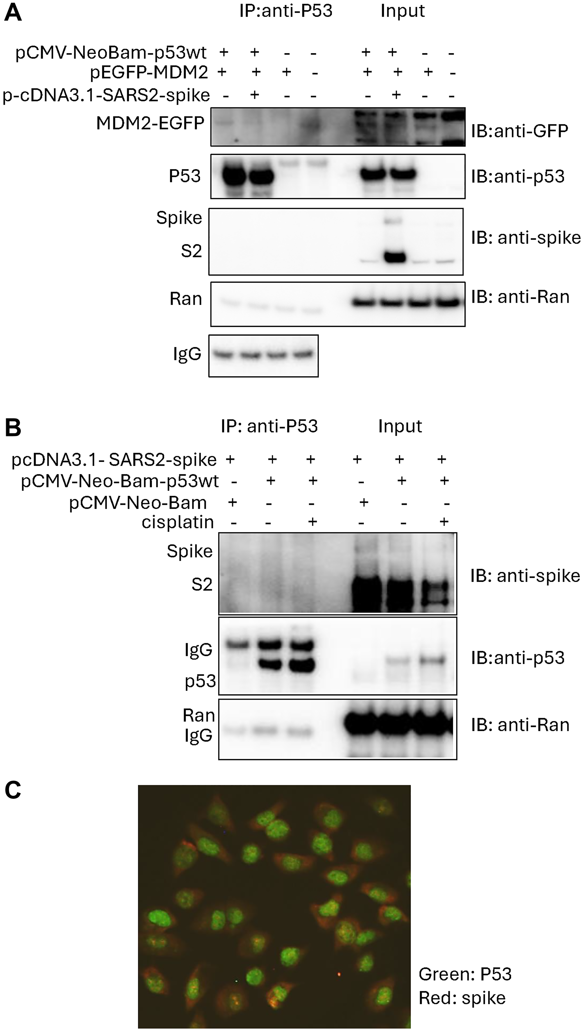 Reduced interaction between p53 and MDM2 following SARS-CoV-2 spike protein overexpression in cancer cells