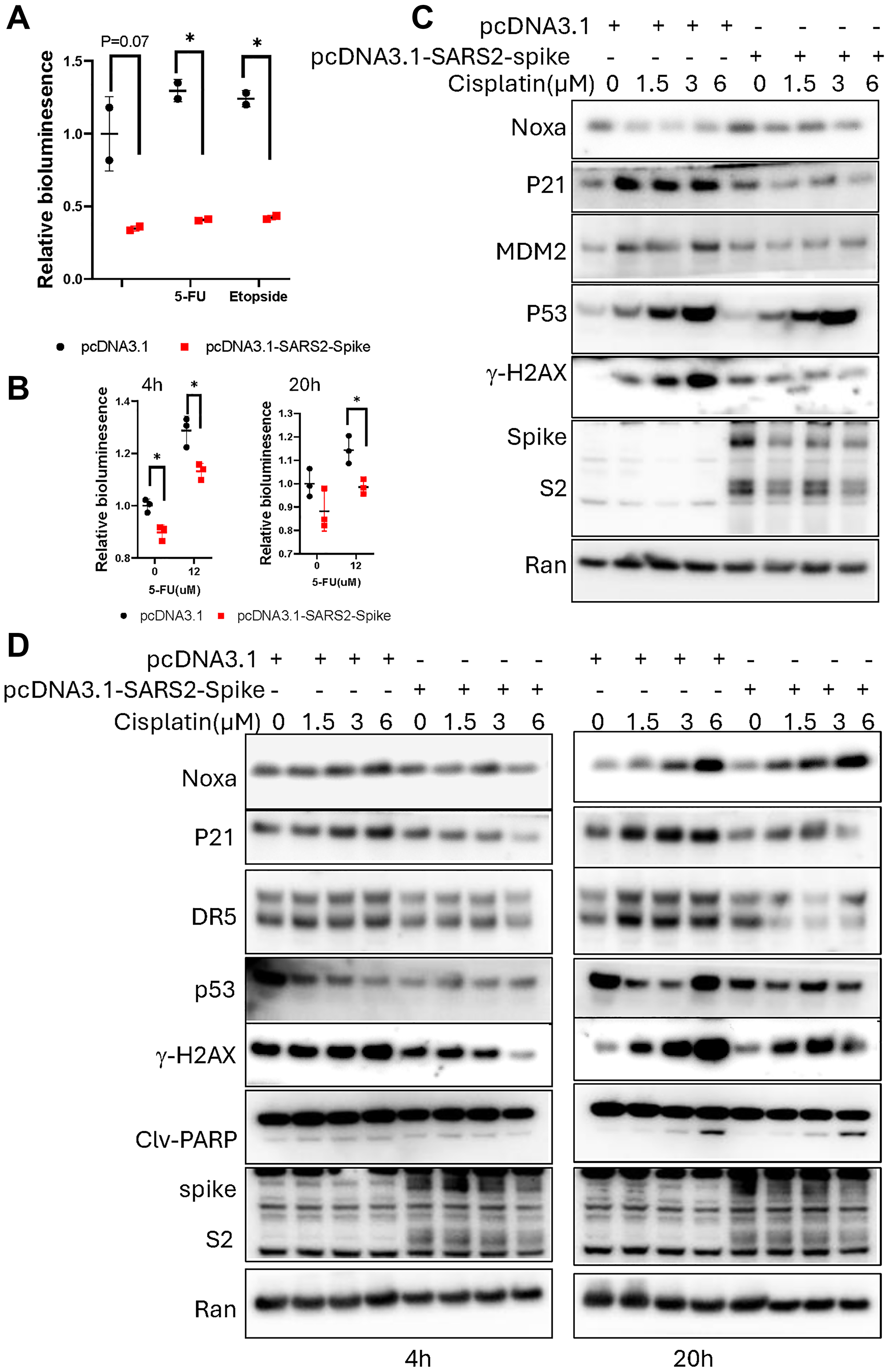 SARS-CoV-2 spike abrogates chemotherapy-induced p53-mediated activation of p21(WAF1), TRAIL Death Receptor DR5 and MDM2 in cancer cells