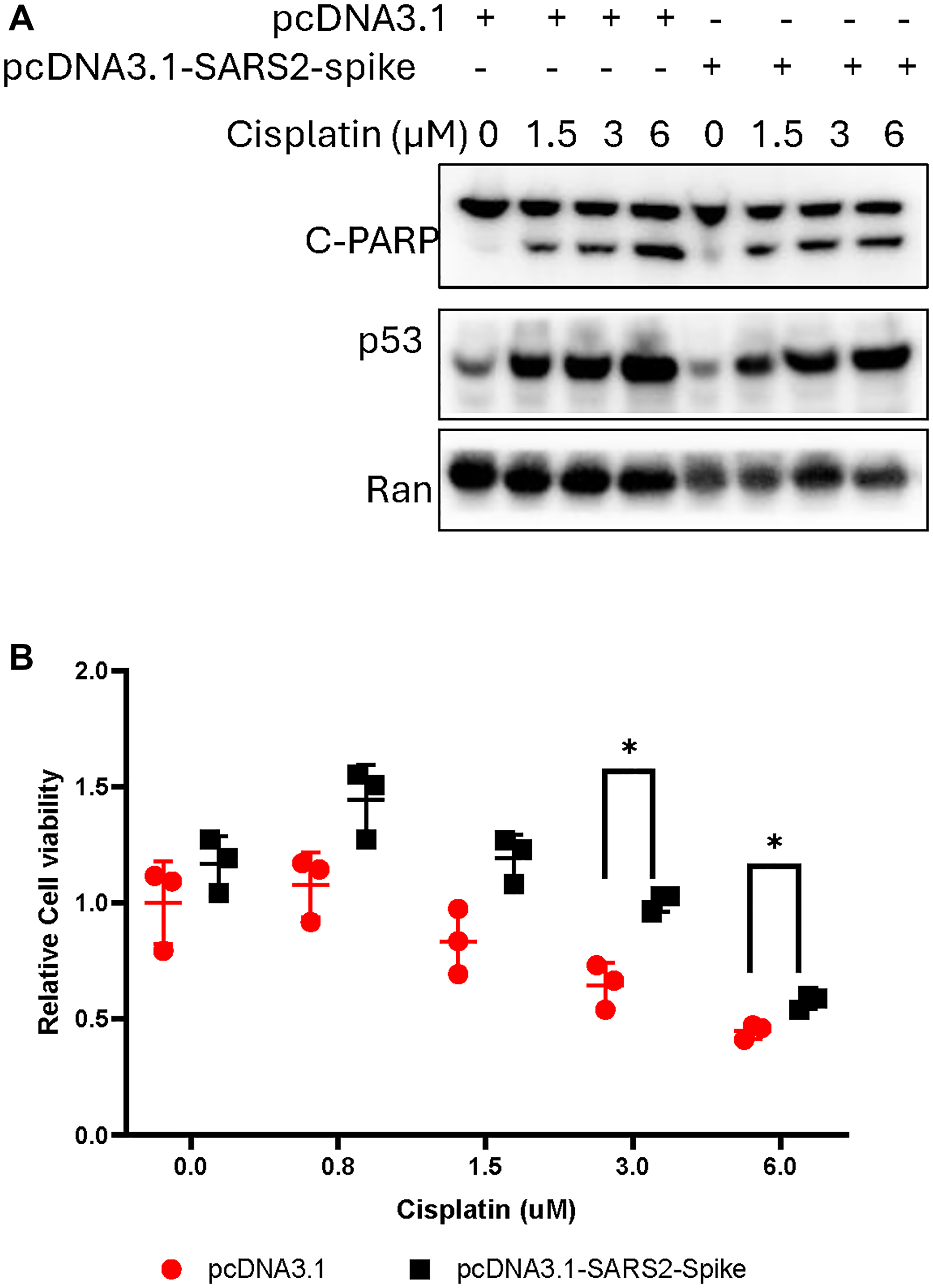 The effect of SARS-CoV-2 spike on cell growth and death
