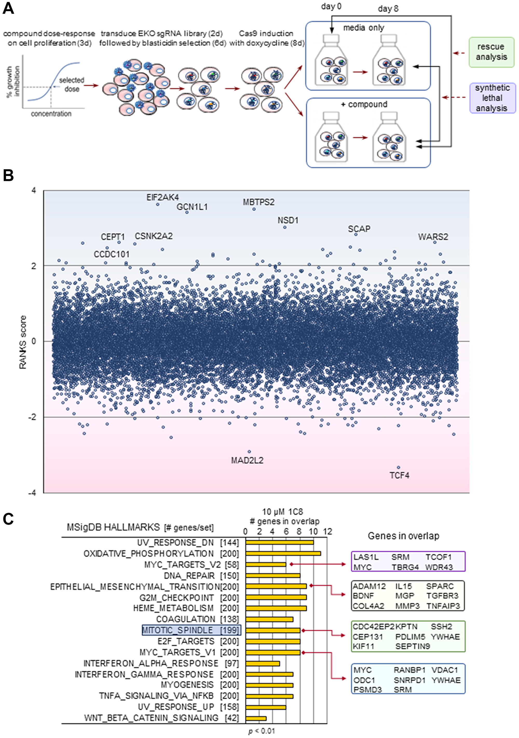 The CRISPR-based chemogenomic screen with 1C8
