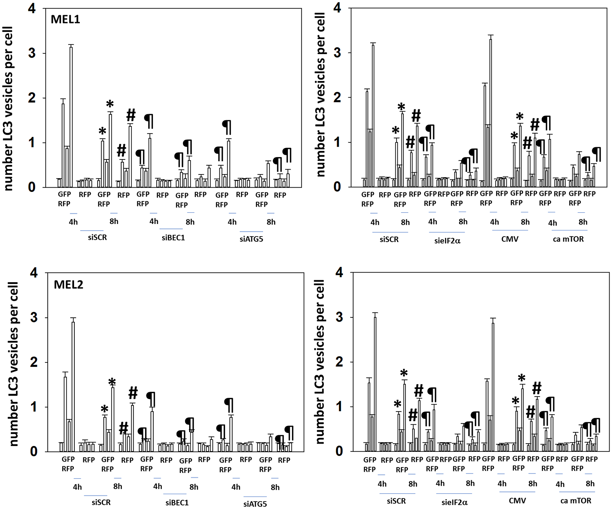 Knock down of Beclin1, ATG5 or eIF2α, or expression of an activated mTOR protein, reduces autophagosome formation and autophagic flux