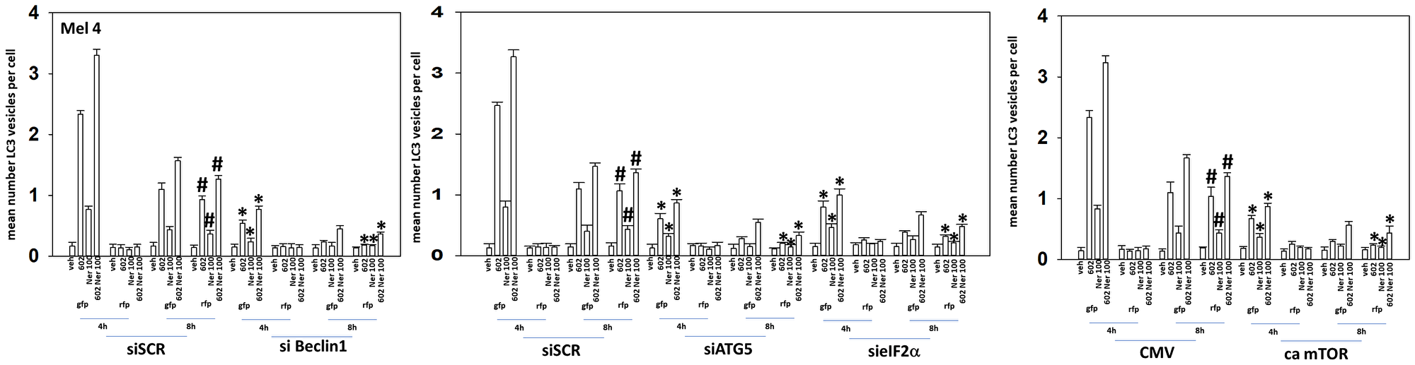 Knock down of Beclin1, ATG5 or eIF2α, or expression of an activated mTOR protein, reduces autophagosome formation and autophagic flux