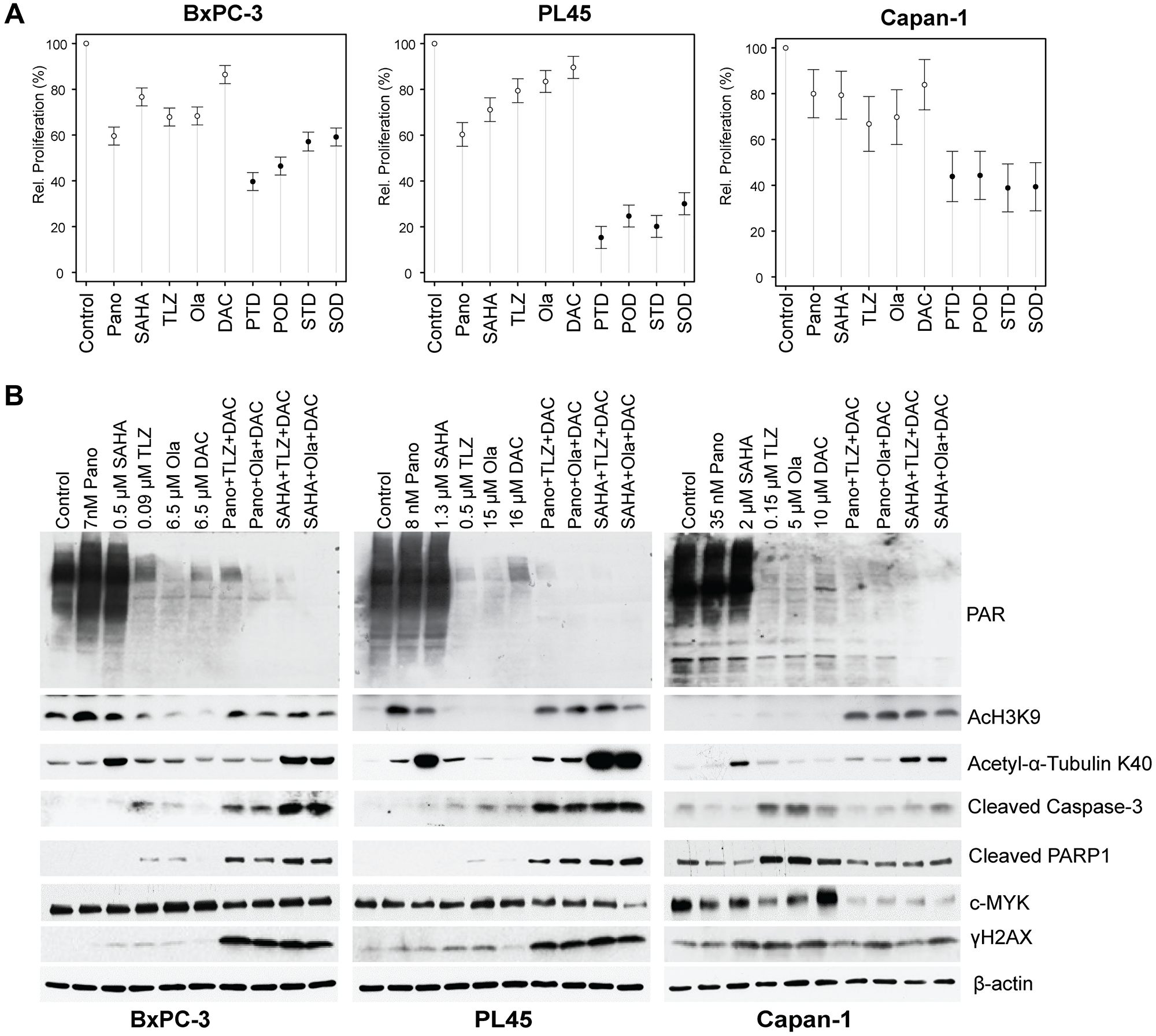 Drug-mediated inhibition of cell proliferation and PARylation, and effects on survival and apoptosis protein markers
