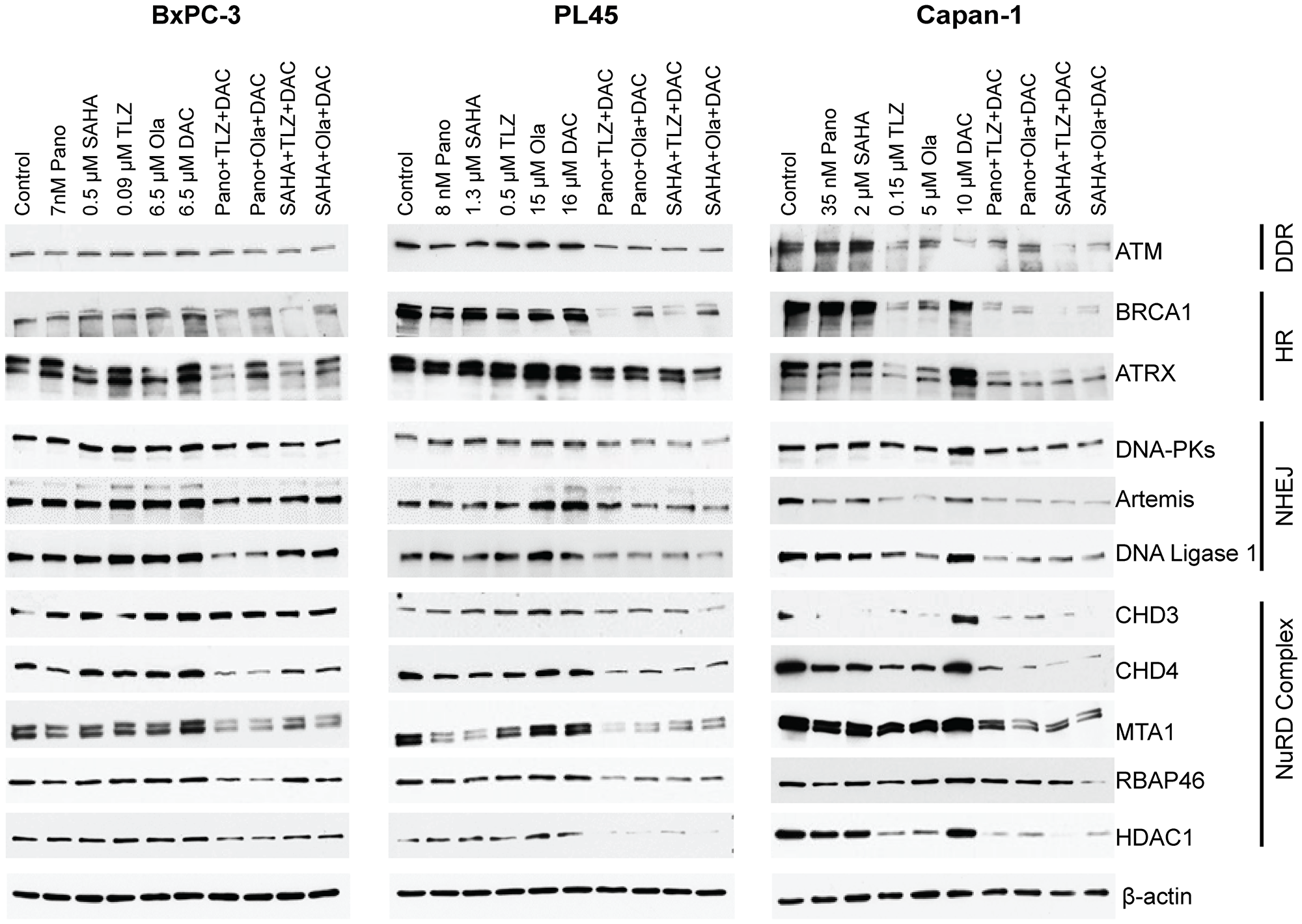 Effects of drugs on the levels of various proteins involved in DNA repair/DNA damage response