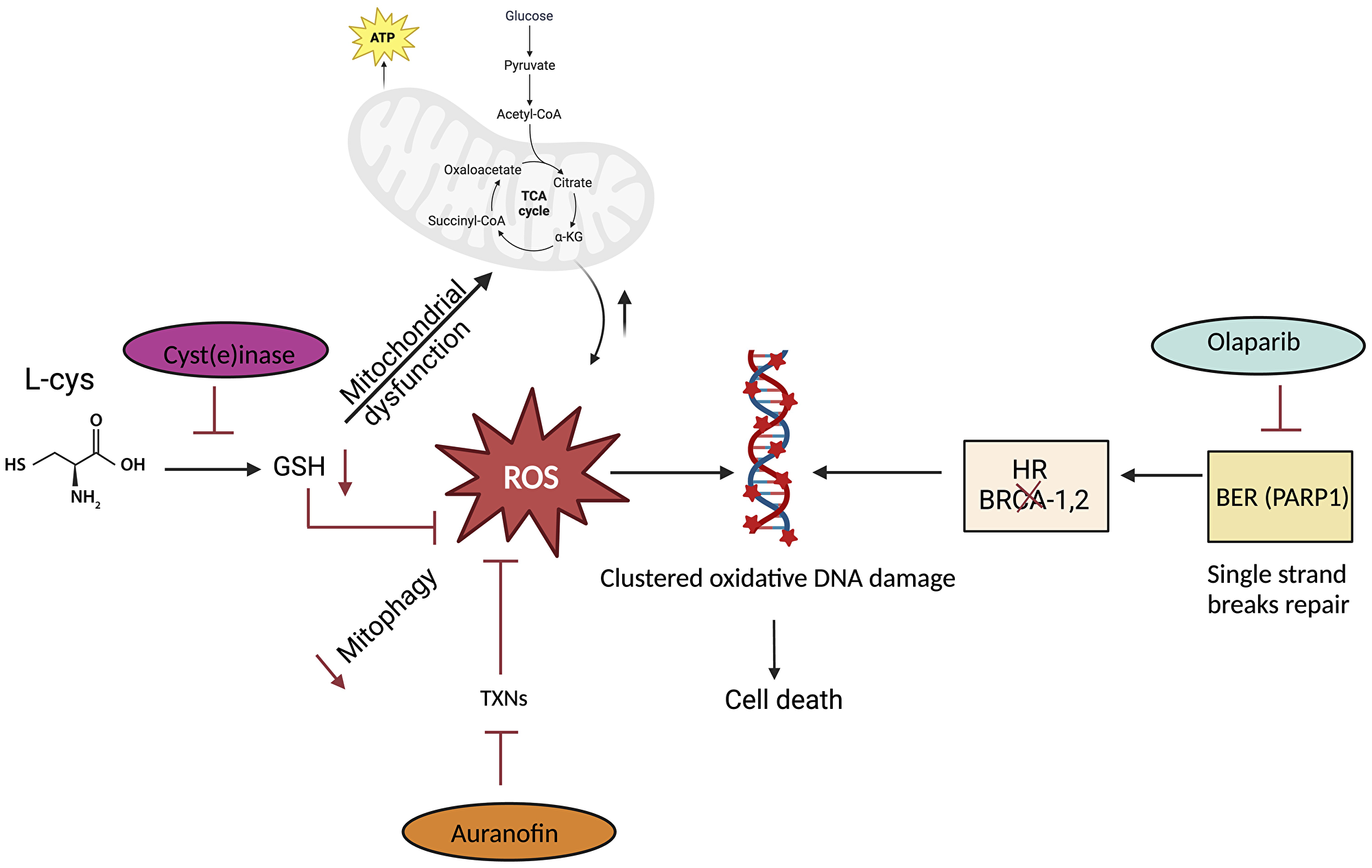 Amino acid depletion induce DNA damage and enhance sensitivity of the cancer cells to DNA repair and/or antioxidant inhibitor (created with https://www.biorender.com/)