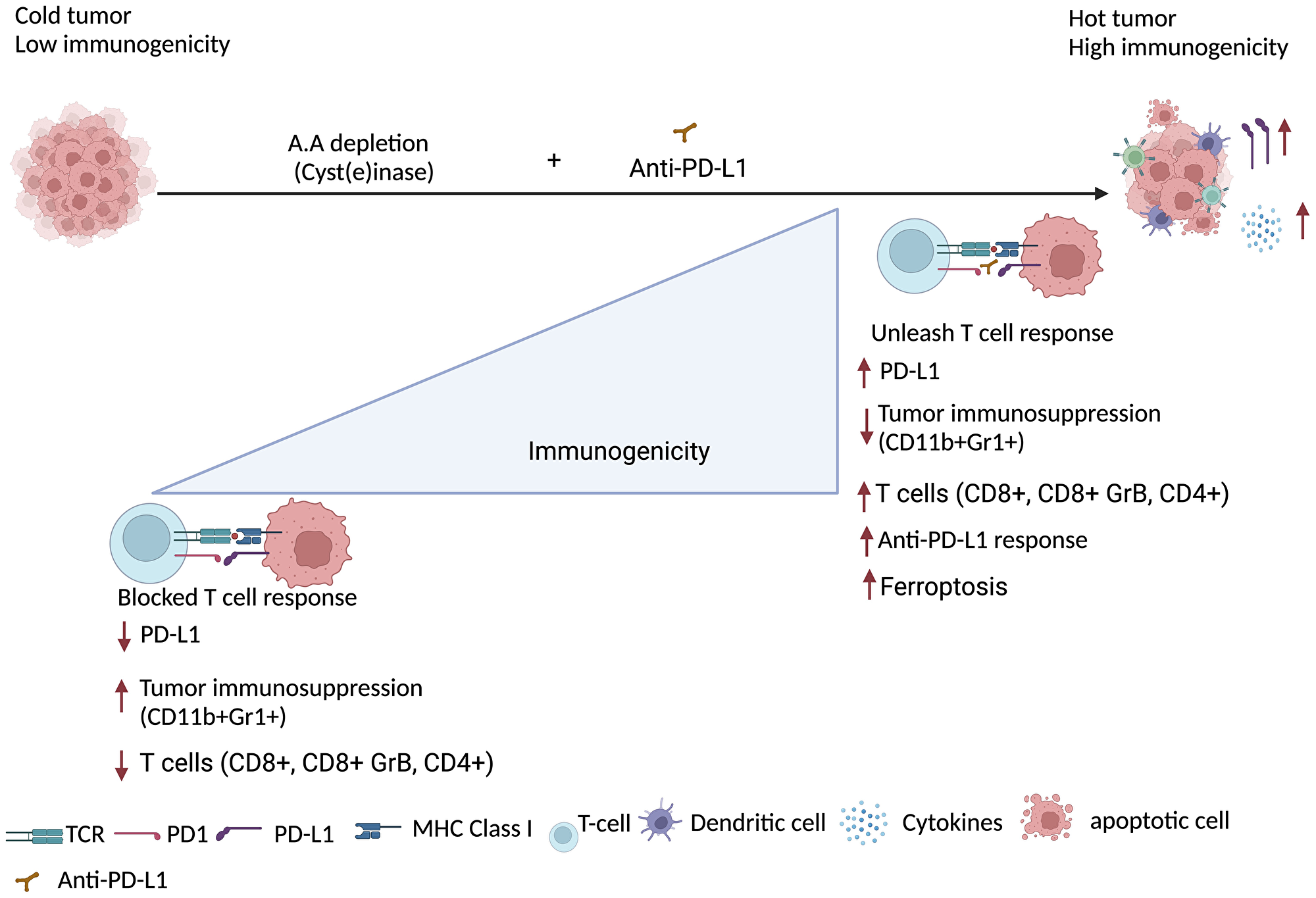 Amino acid starvation enhances the efficacy of immunotherapy (created with https://www.biorender.com/)