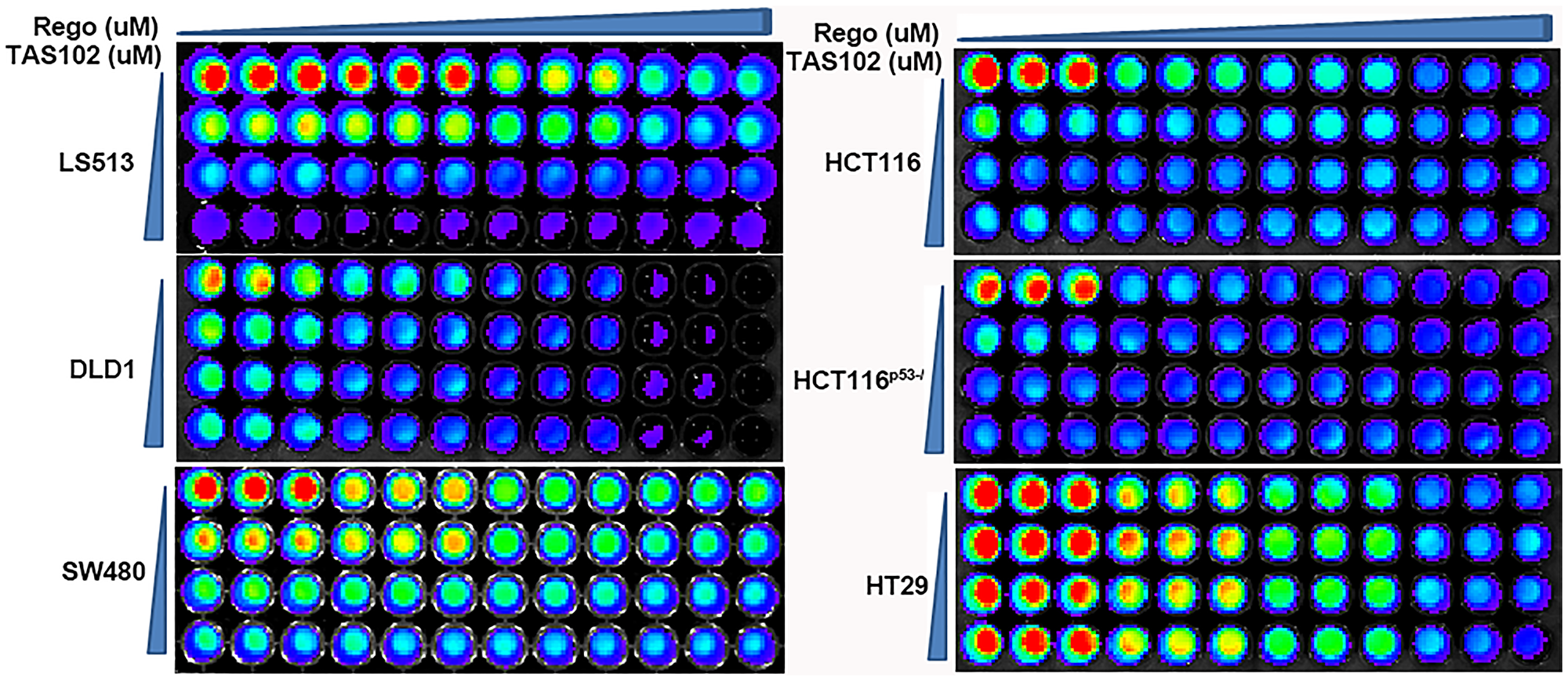 Synergy assessment of TAS102 plus regorafenib in multiple colorectal cancer cells