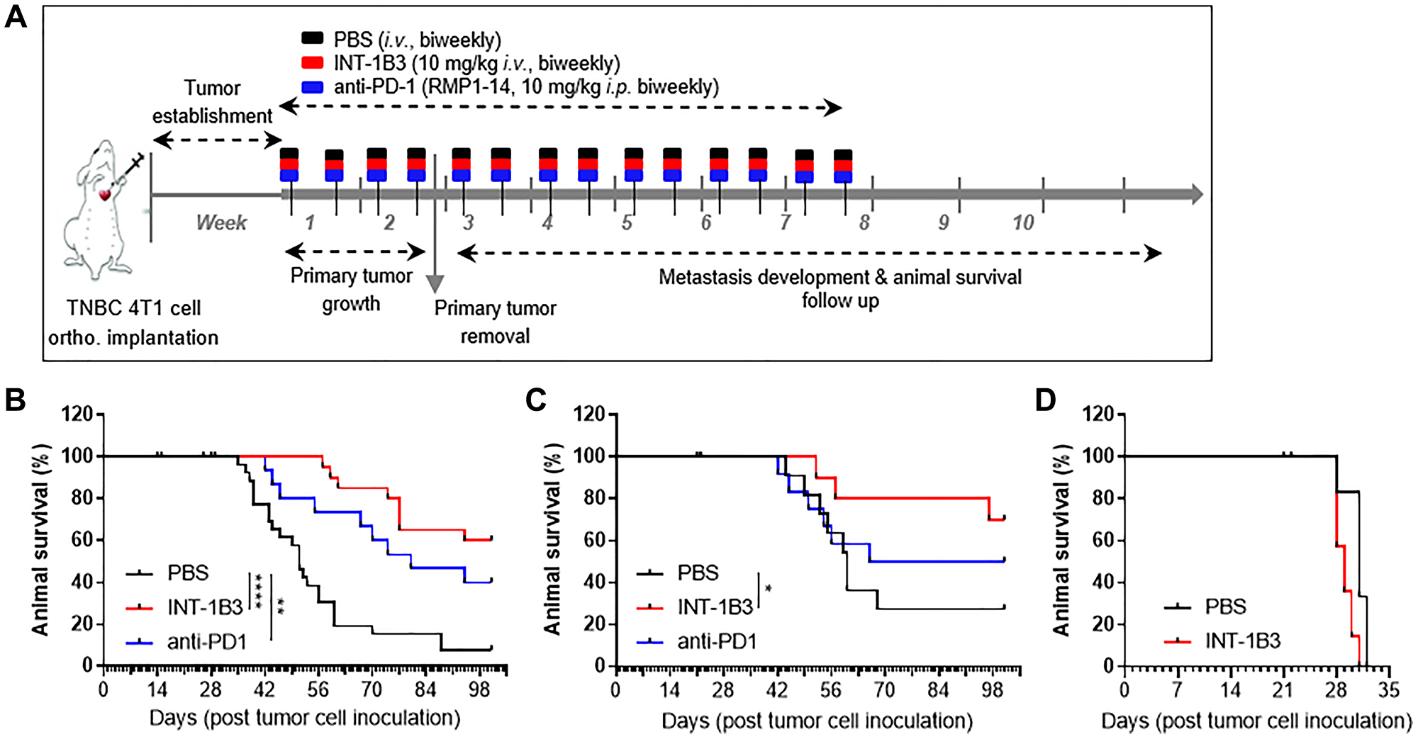 INT-1B3 requires adaptive immunity to induce a long-term anti-tumor response against 4T1 tumors