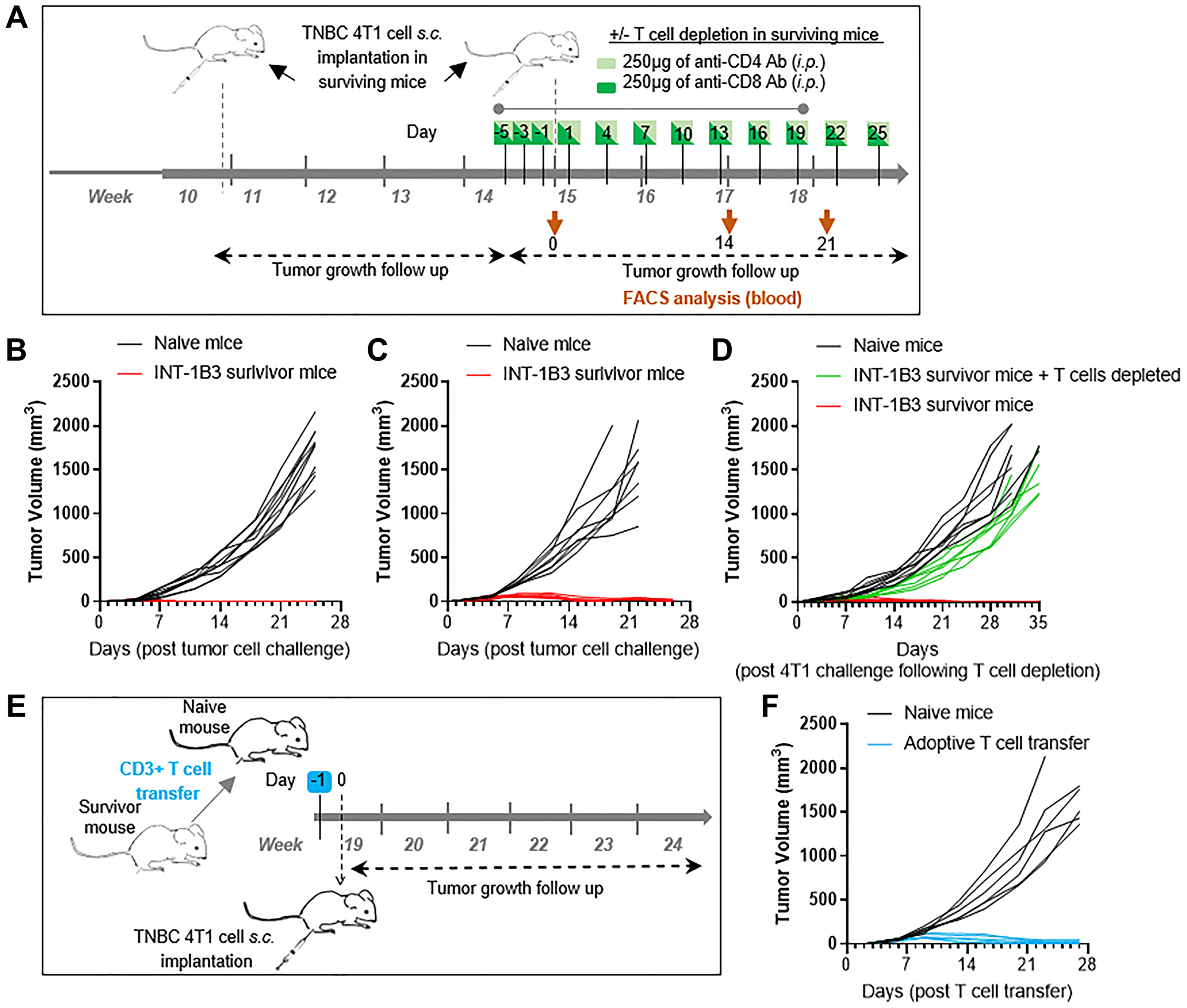 The anti-tumor response induced by INT-1B3 is T cell dependent