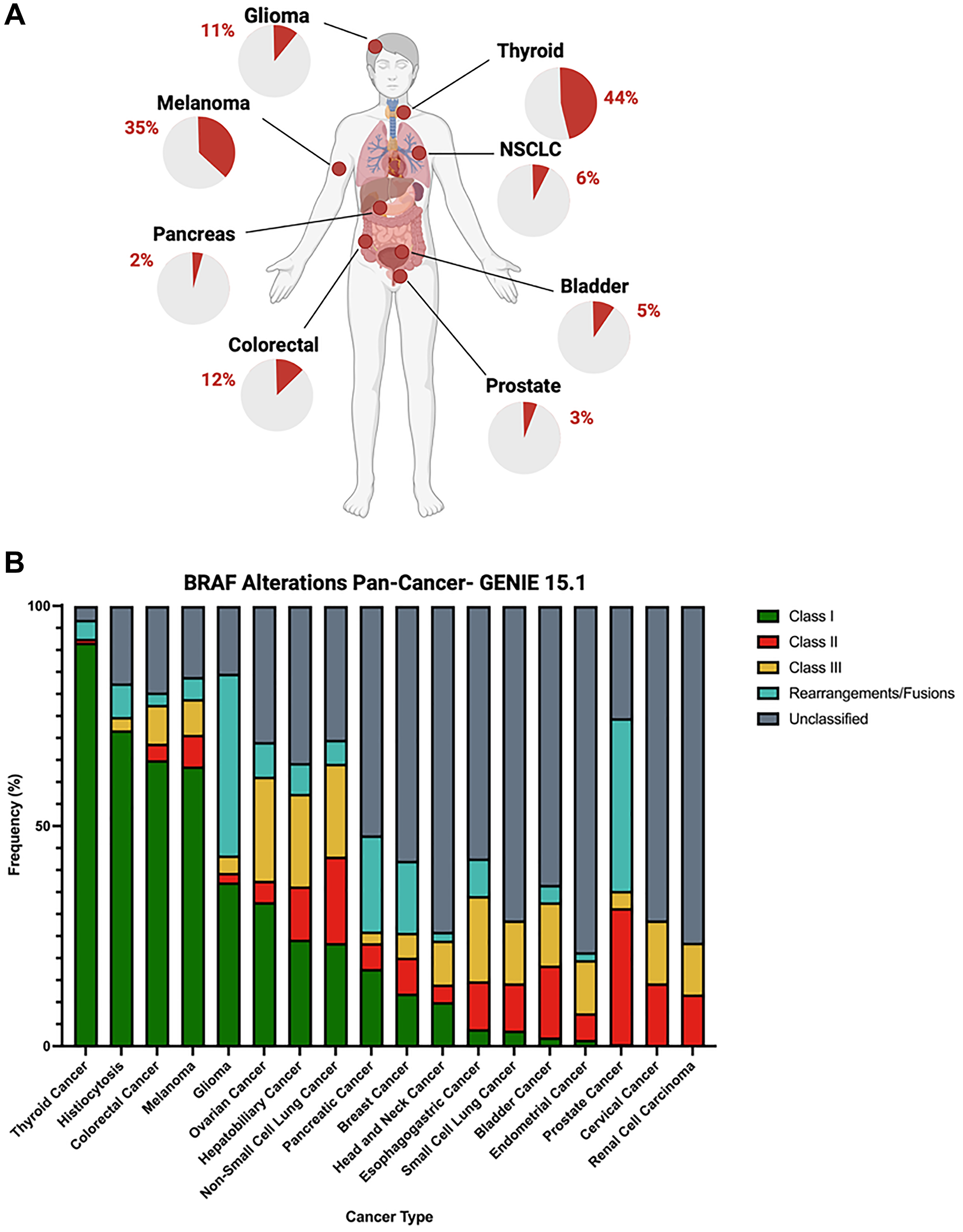 (A) BRAF alteration frequencies, according to GENIE 15.1, among select solid organ tumors (glioma, 11%; thyroid cancer, 44%; non-small cell lung cancer, 6%; bladder cancer, 5%; prostate cancer, 3%; colorectal cancer, 12%; pancreatic cancer, 2%; and melanoma, 35%). (B) Relative proportions of distinct classifications of BRAF alterations across multiple cancer types (green = Class I, red = Class II, yellow = Class III, teal = structural rearrangement, and gray = unclassified).