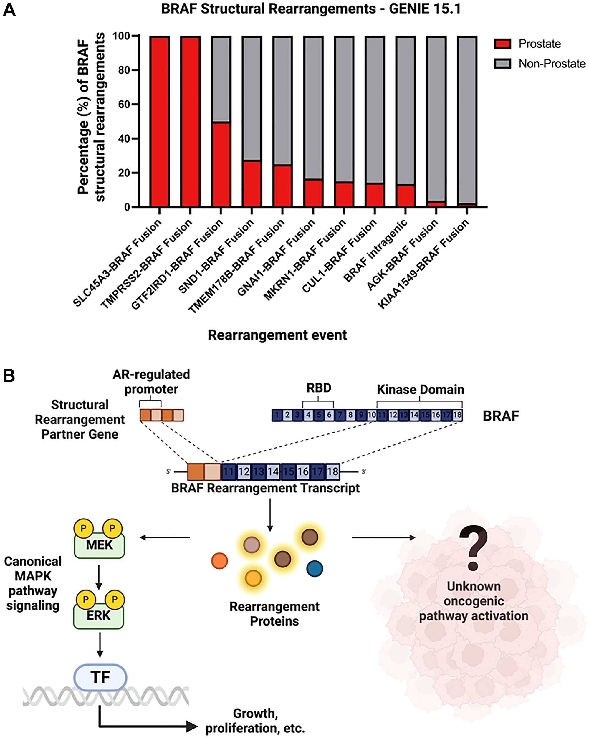 (A) Relative proportion of specific structural rearrangement BRAF events in prostate cancer versus all other cancer types (red = prostate cancer, gray = non-prostate cancer). (B) Mechanism depicting possible downstream effects of BRAF structural rearrangement events that yield a truncated BRAF transcript with a fully functional kinase domain.
