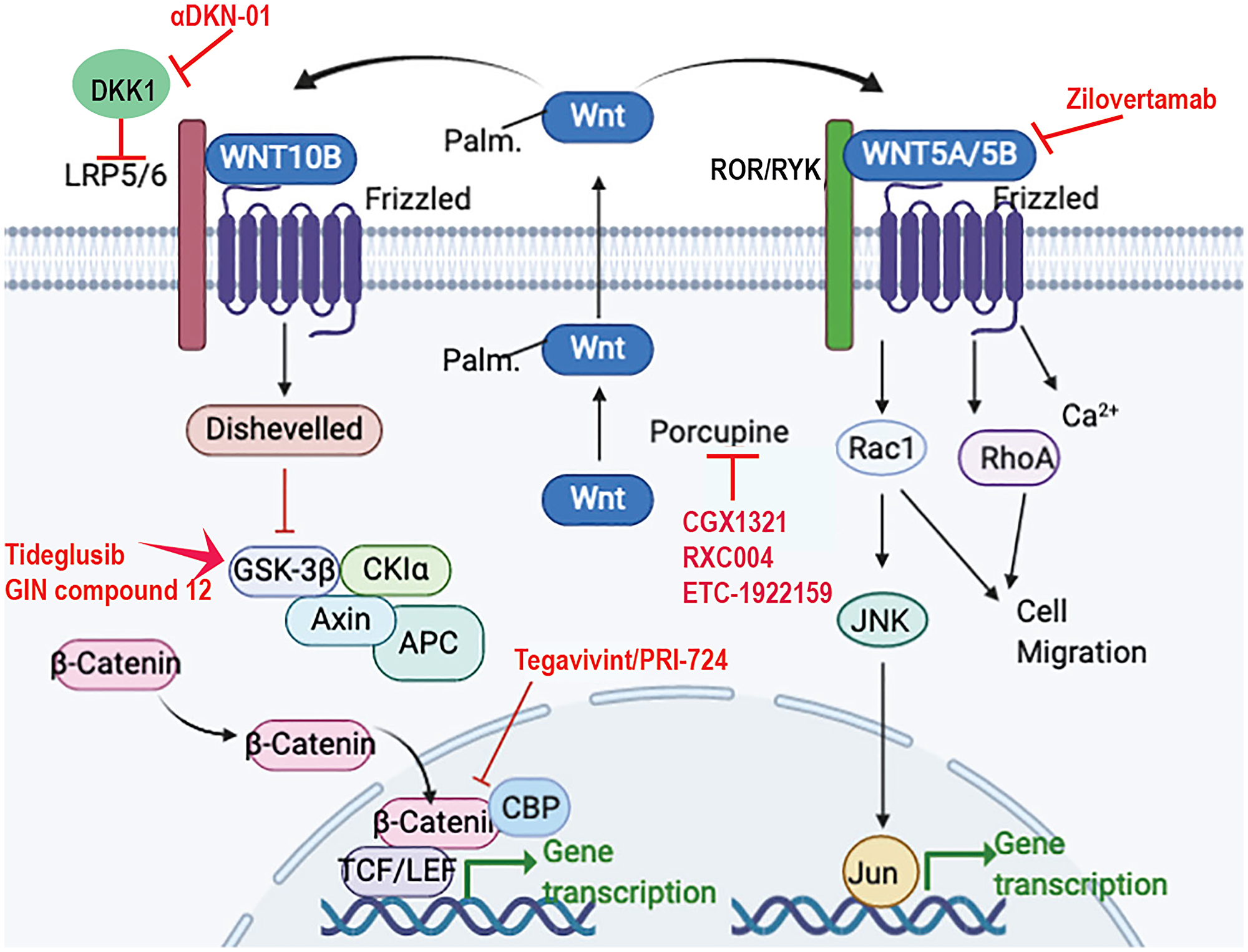 WNT signaling and proposed drug treatments for osteosarcoma